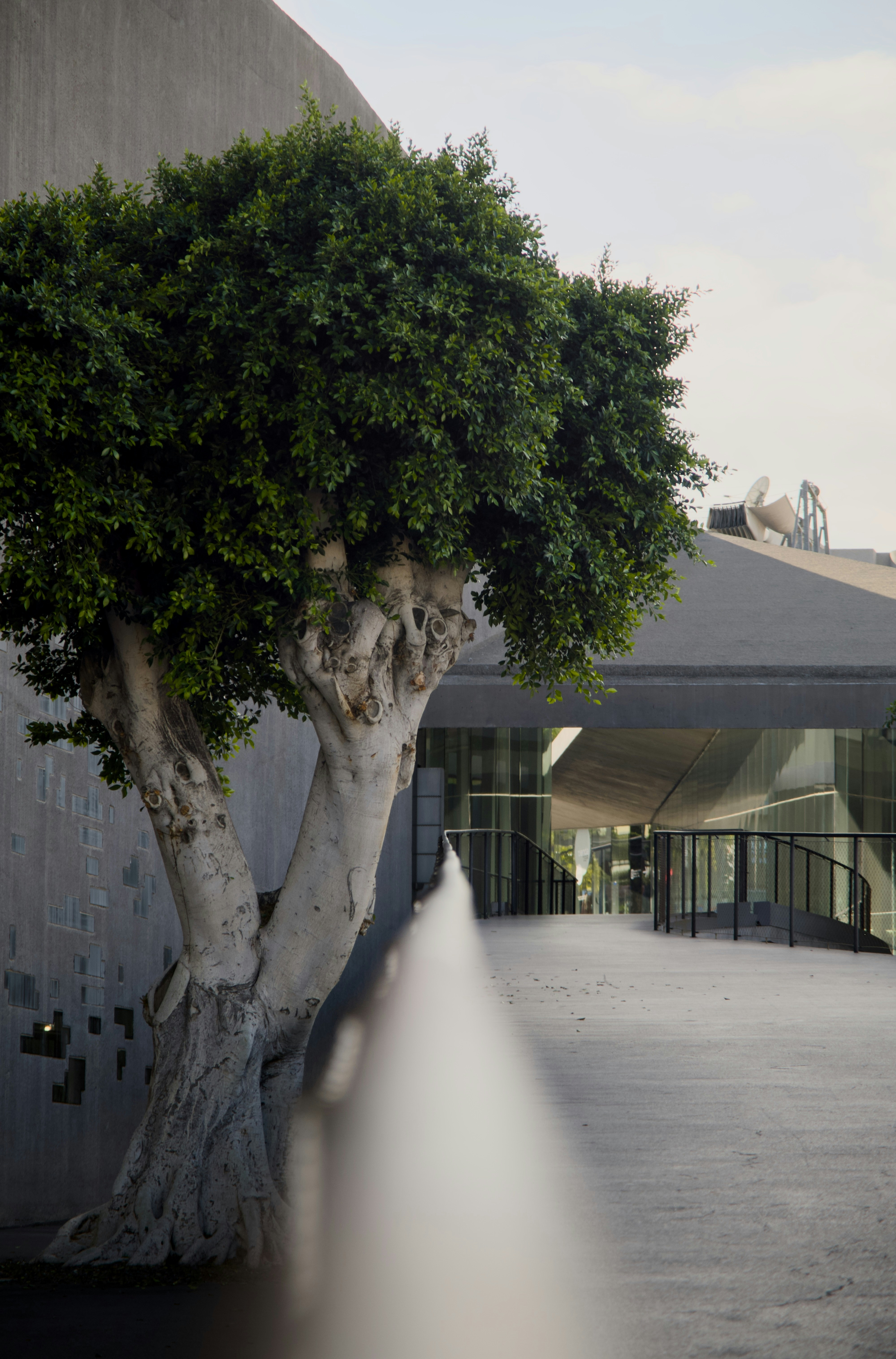 A tree stands beside a modern building with a walkway.