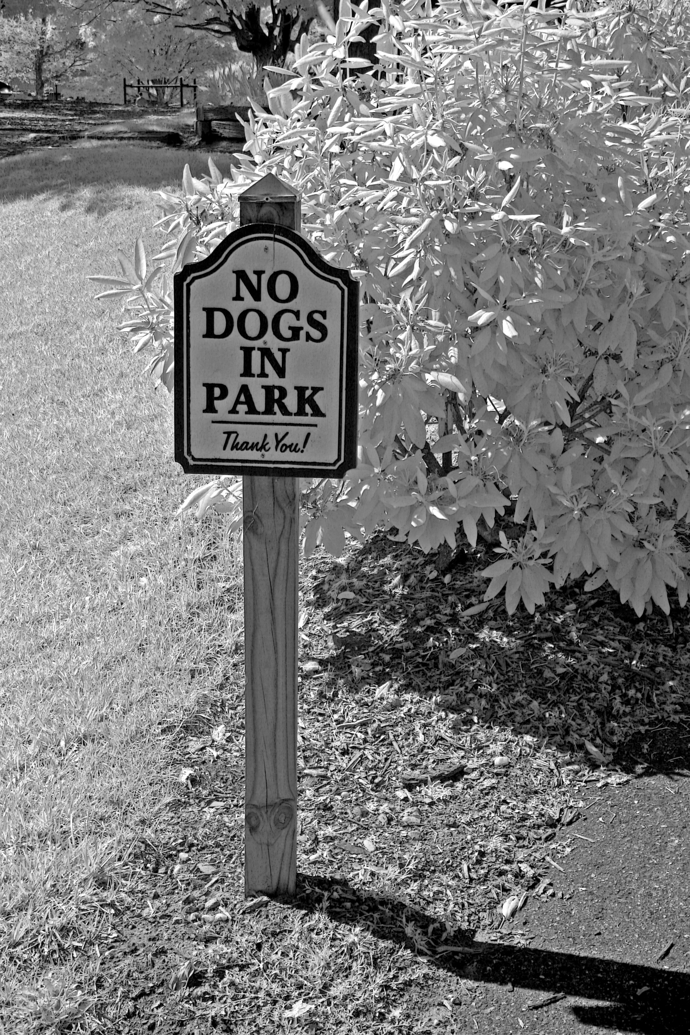 Cartello niente cani nel parco, in bianco e nero