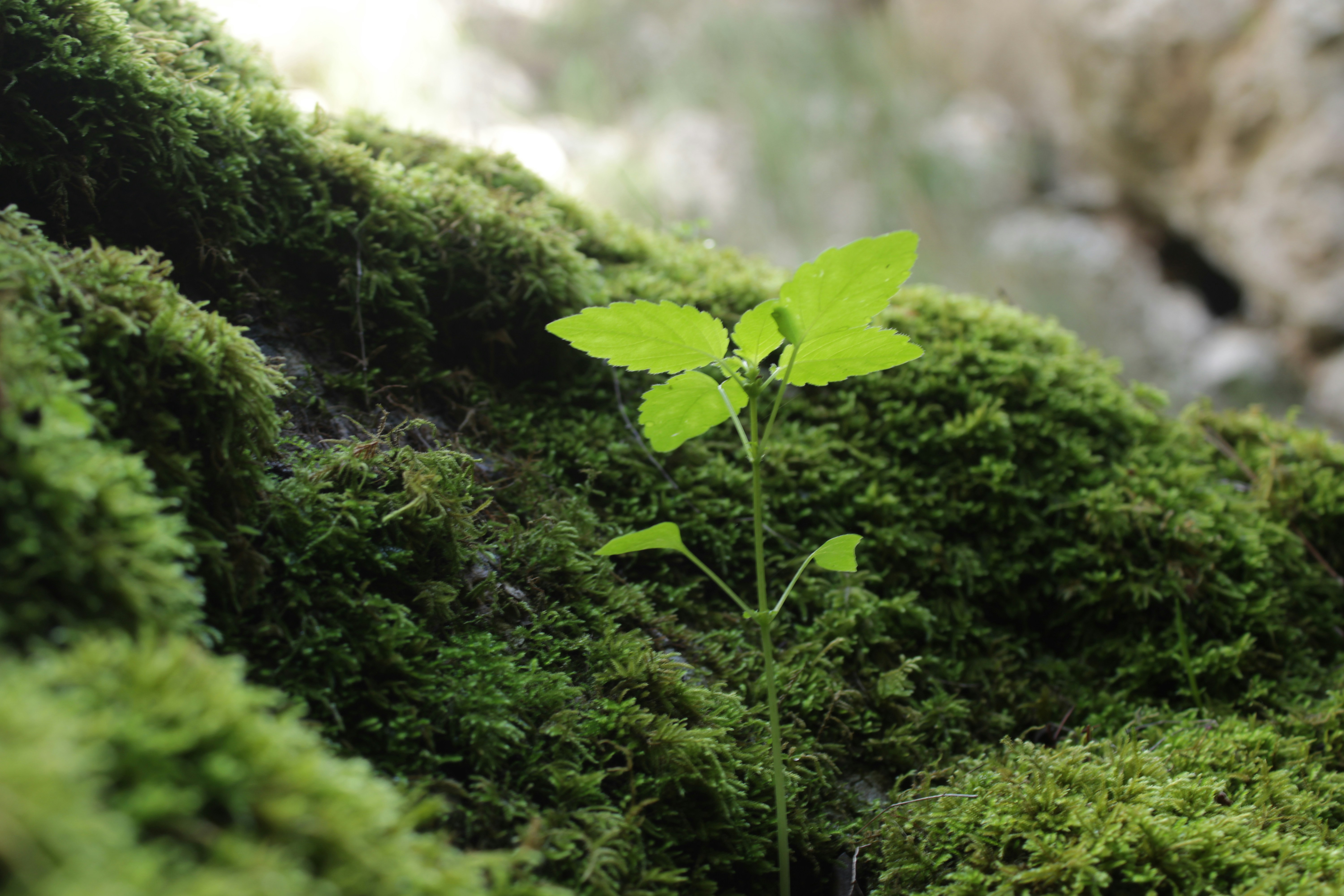 John Muir Quotes: 30 Powerful Nature Quotes to Live By