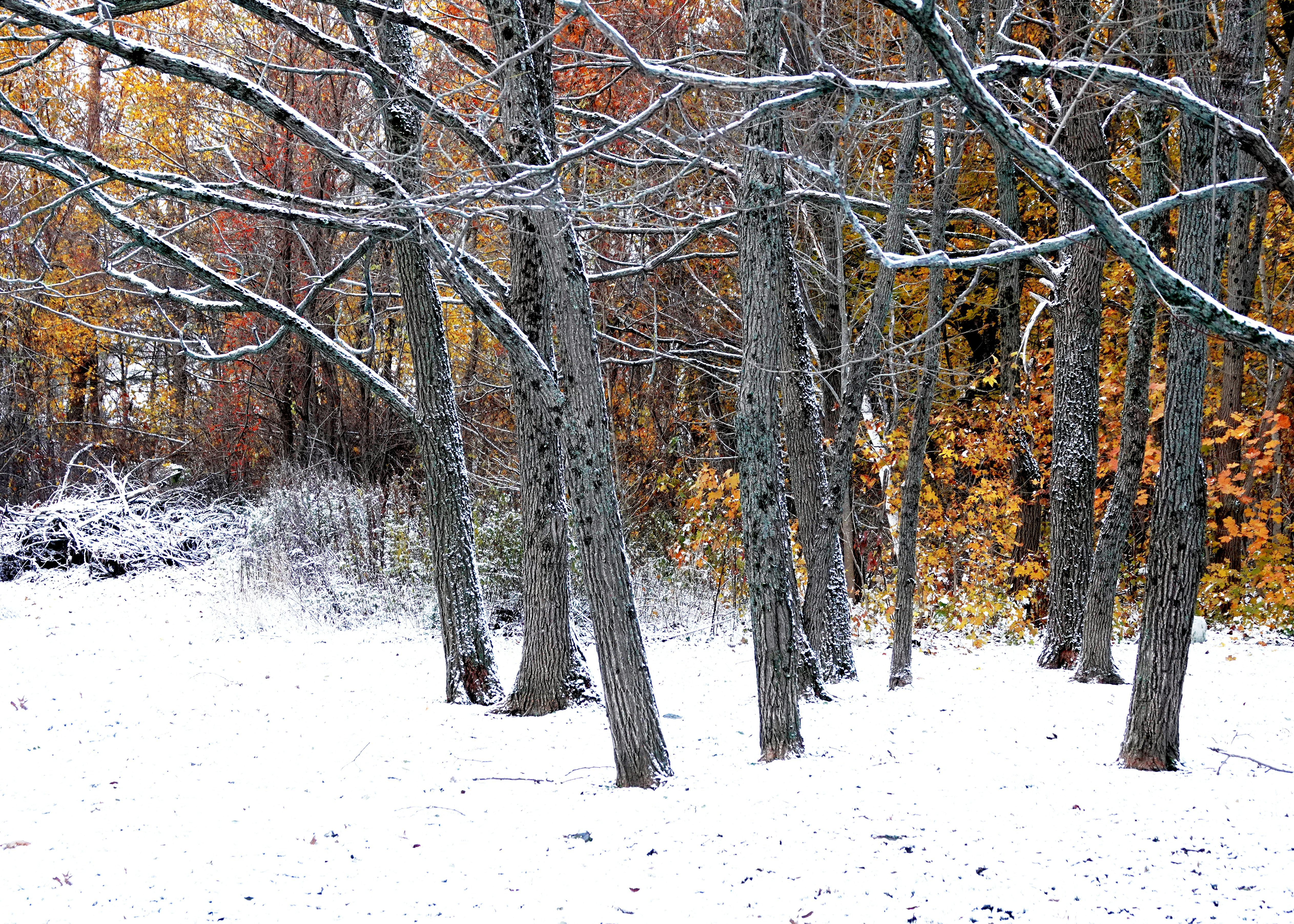 Bare trees dusted with snow in autumn woods.