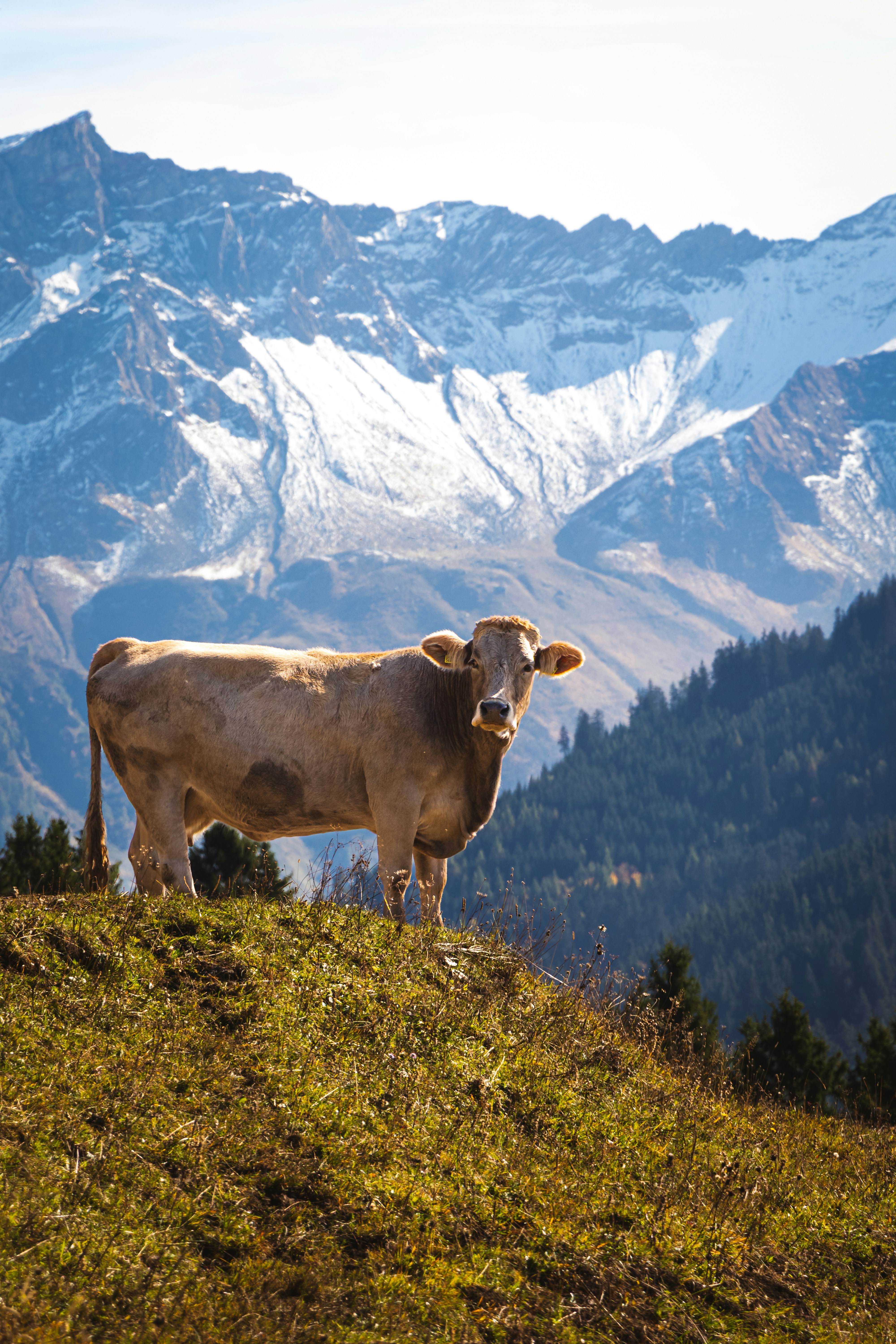 Photo by daanverhoost