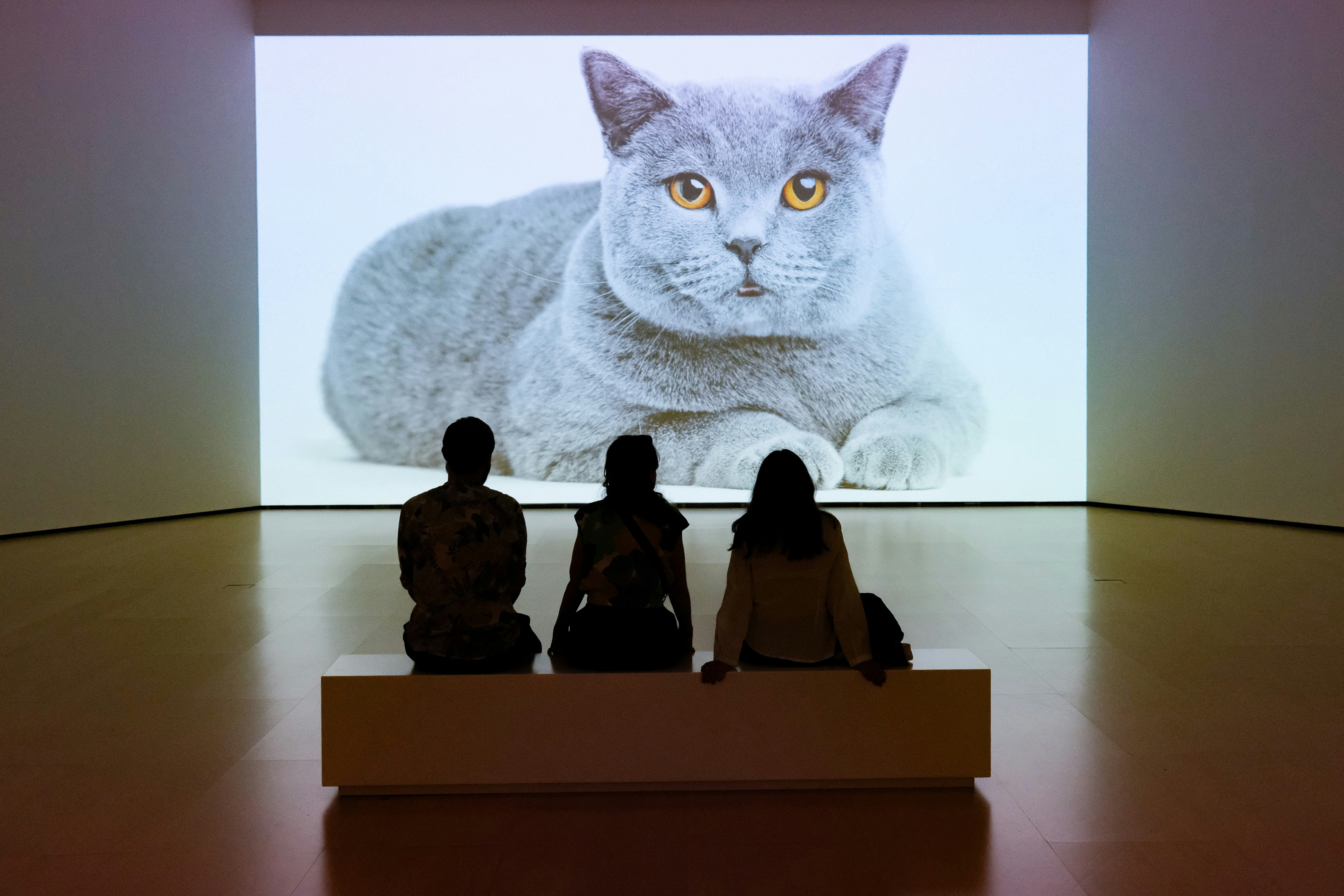 People watch a large projection of a cat