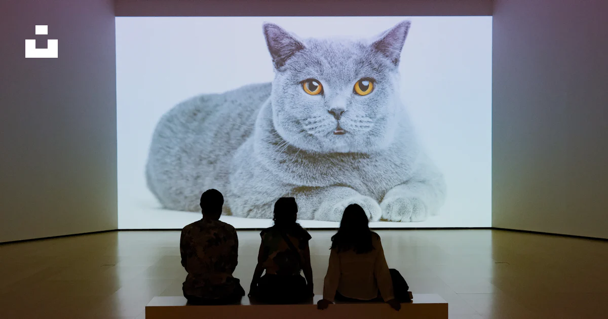 Cat Using Projector Screen People watch a large projection of a cat photo – Free Cat Image on Unsplash