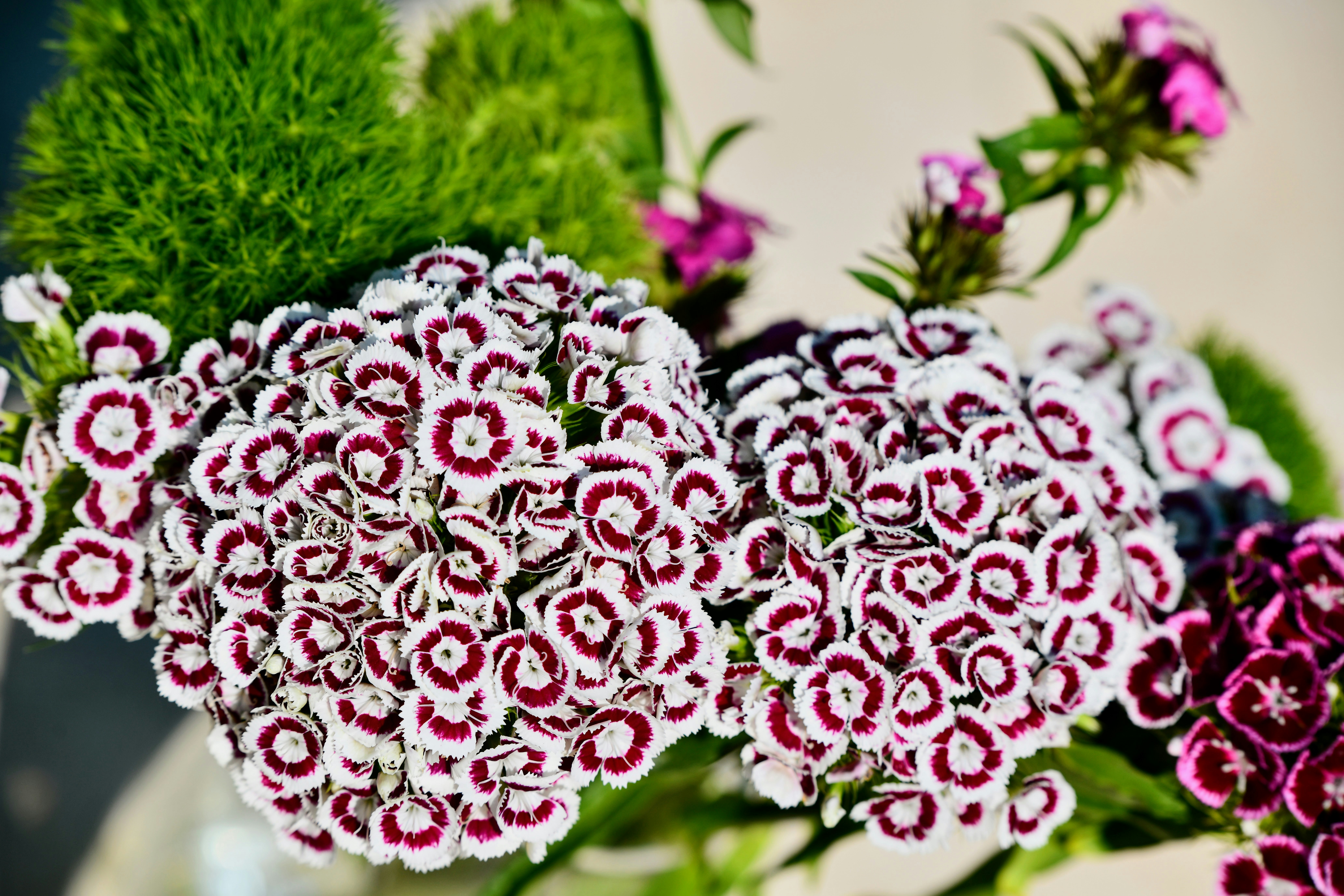 Nahaufnahme eines Straußes aus rosa und weißen Blumen.
