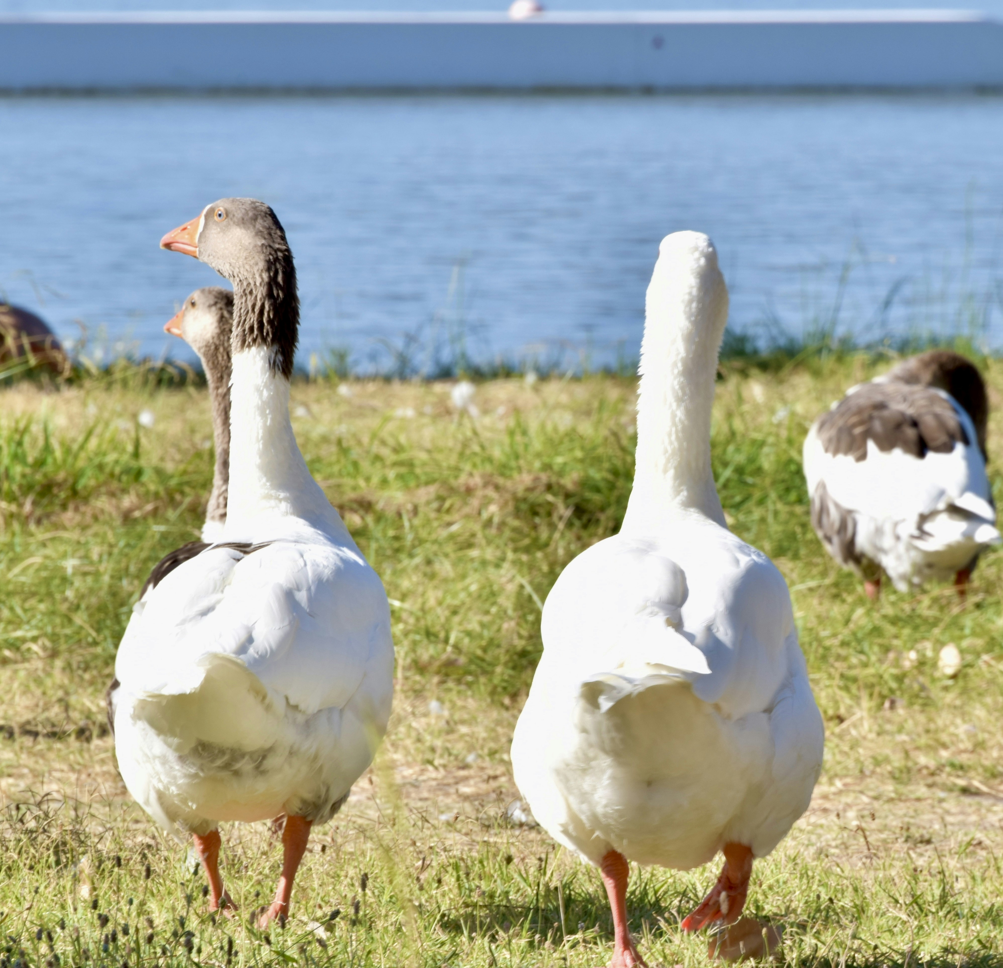 Two geese walk on grassy shore near water.