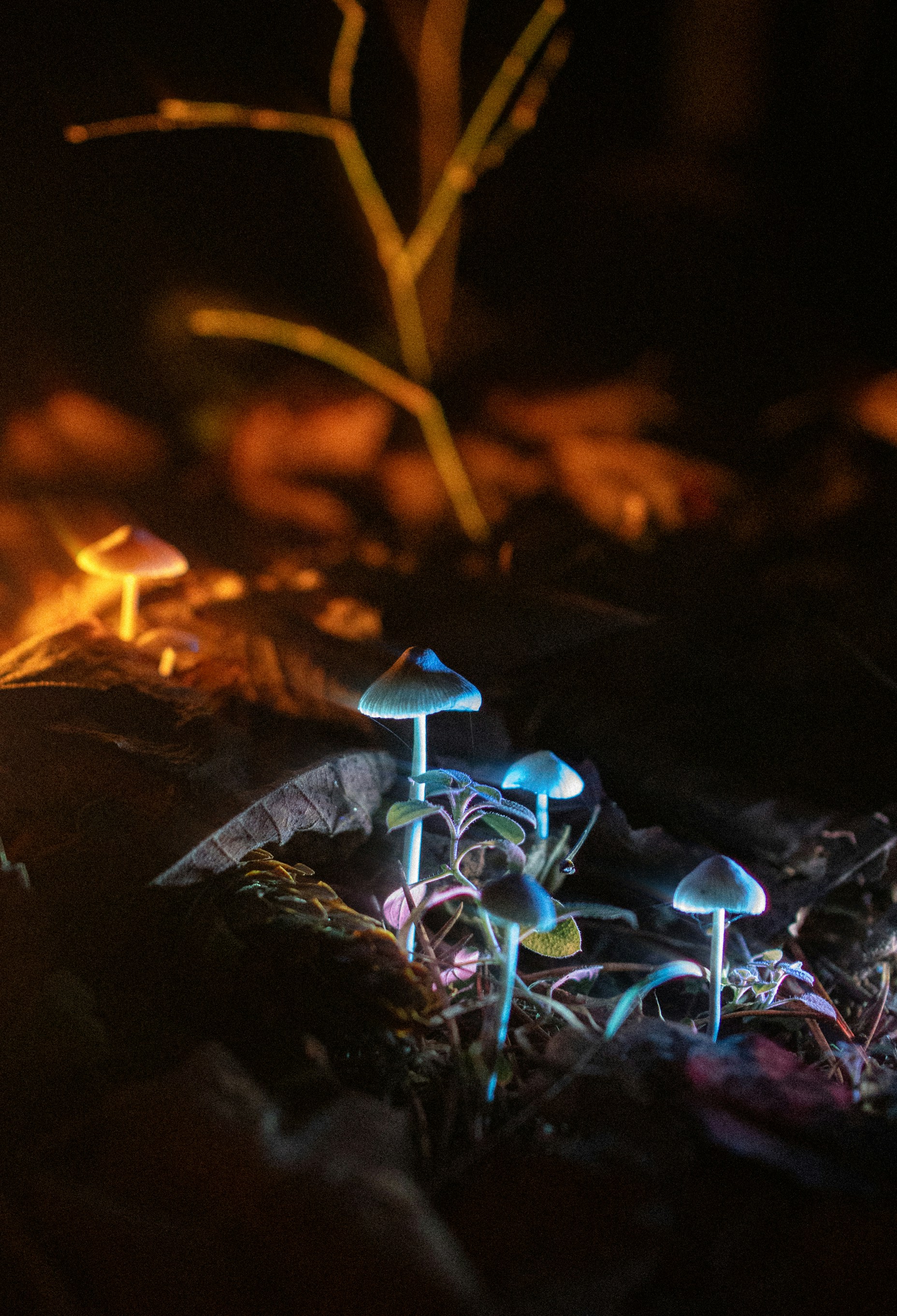 Bioluminescent mushrooms glowing in a dark forest