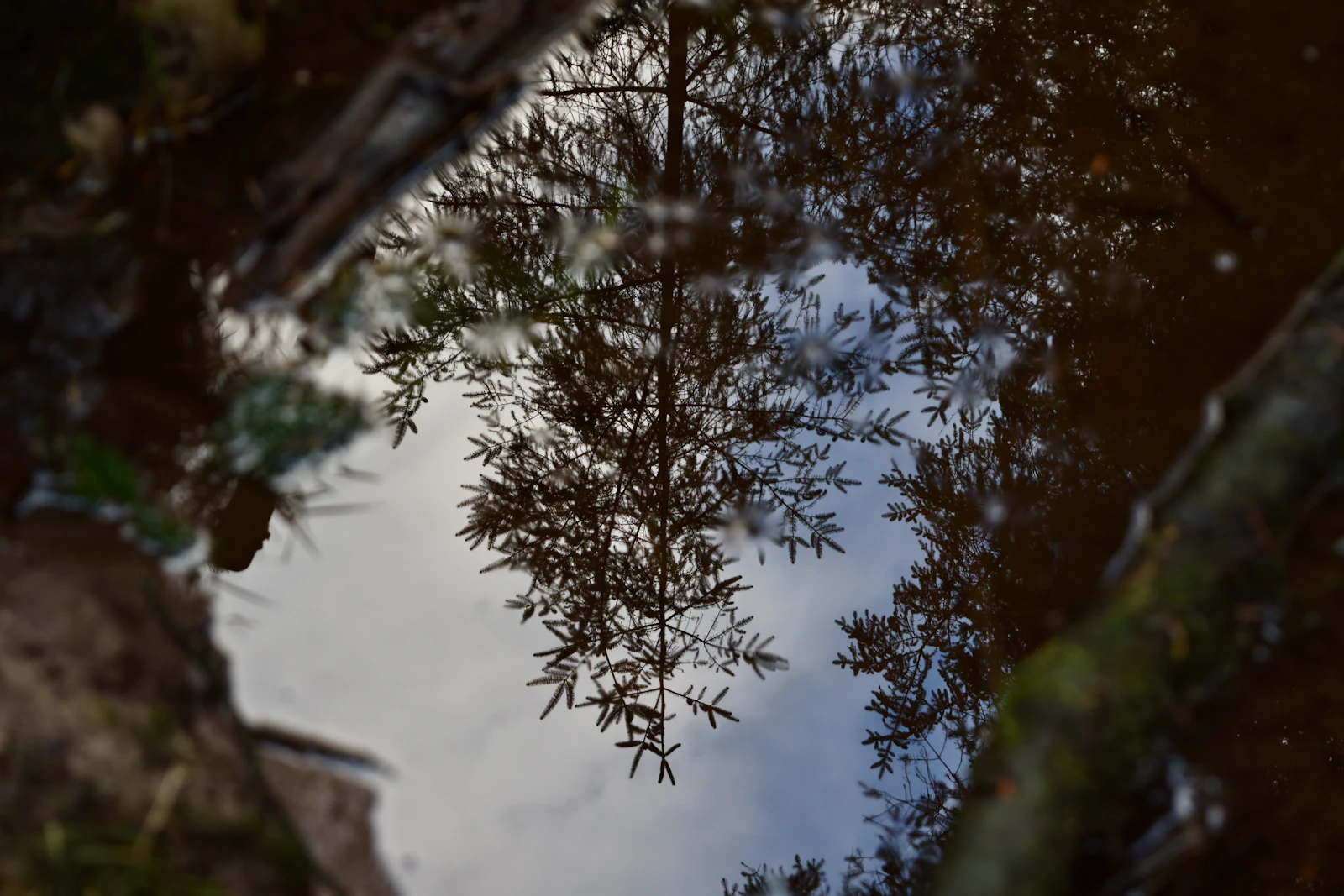 Reflection of trees and sky in puddle water