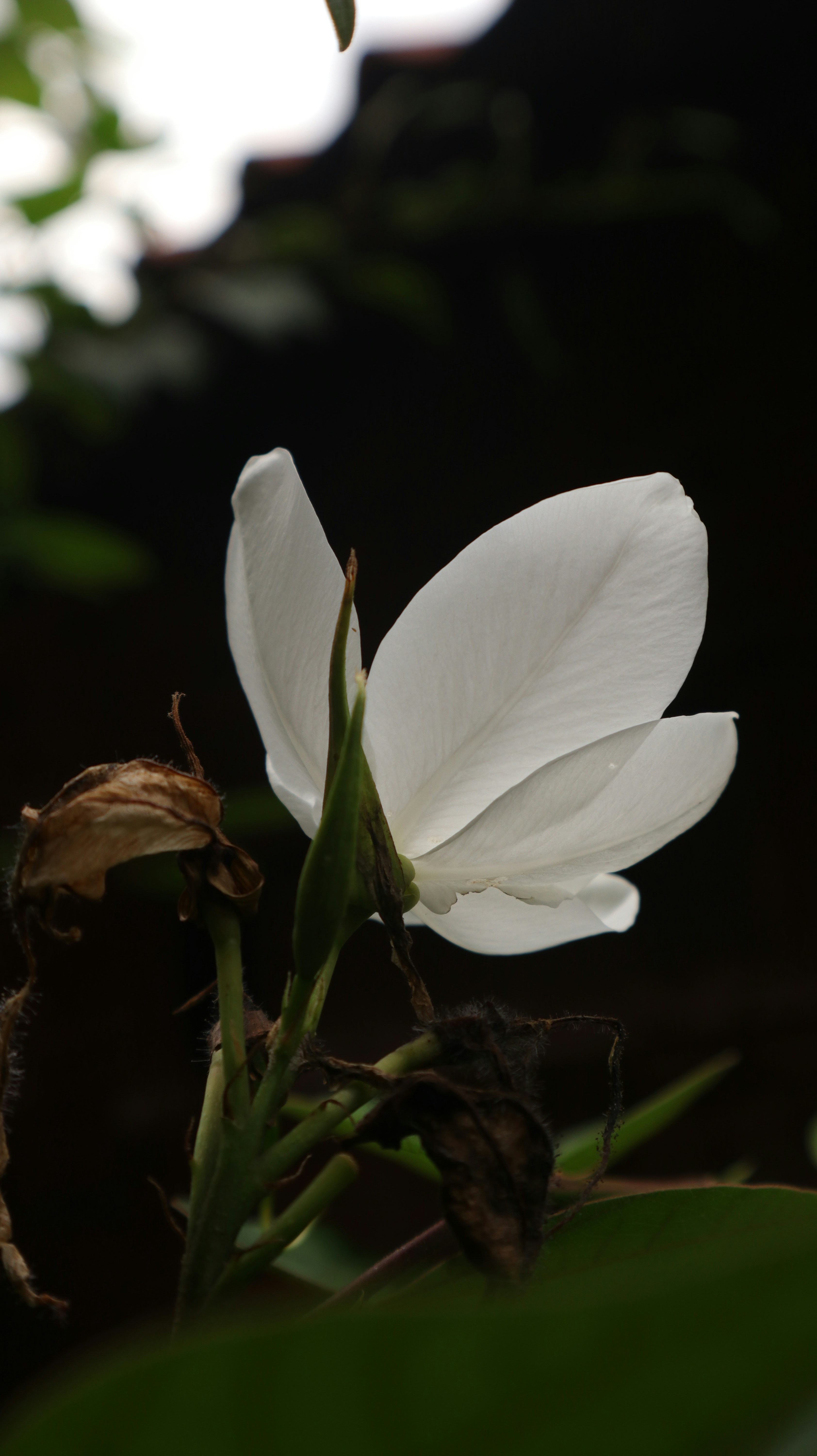 Photo by ilhamramadhan