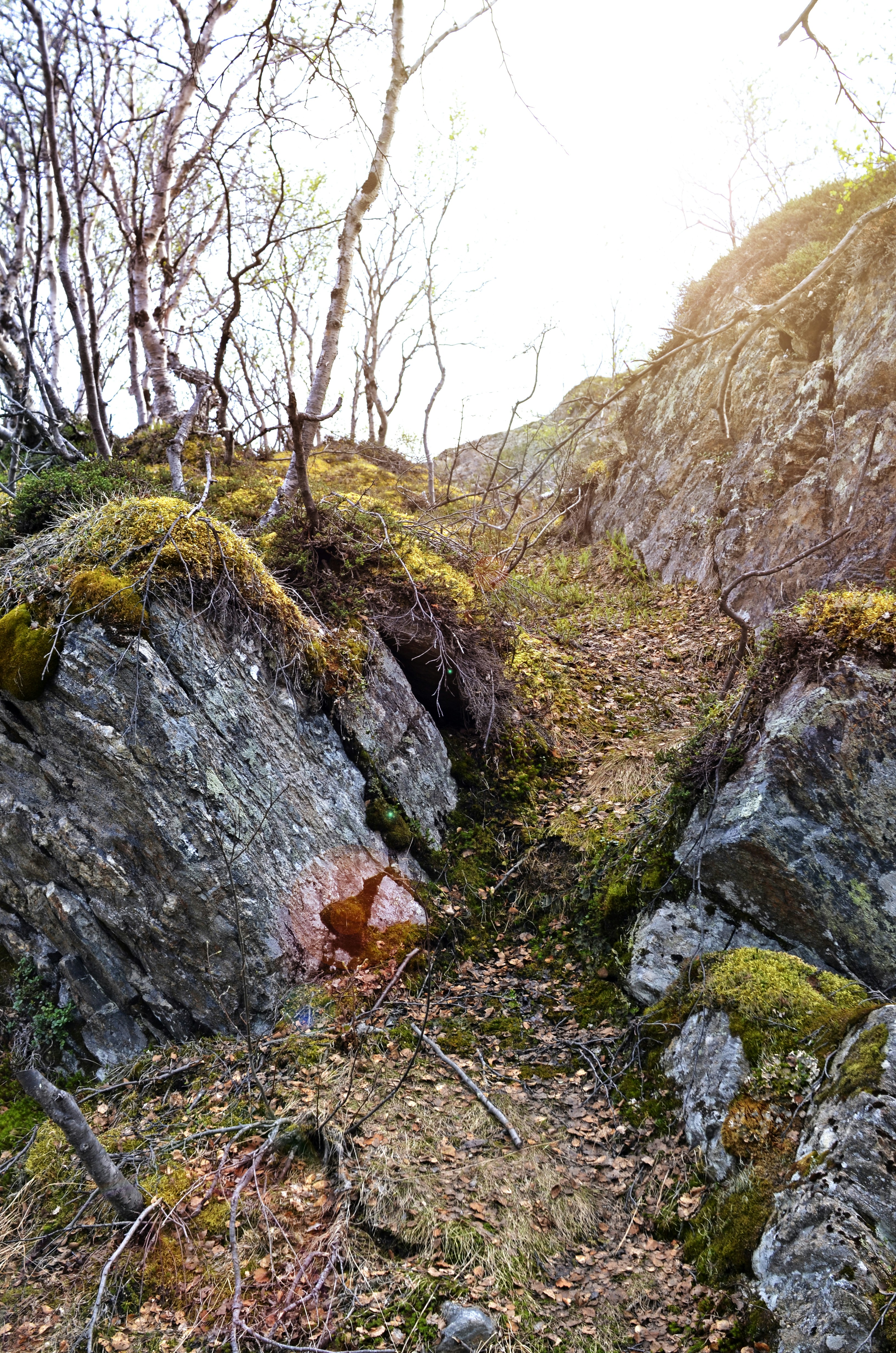 Sendero rocoso con árboles dispersos y rocas cubiertas de musgo
