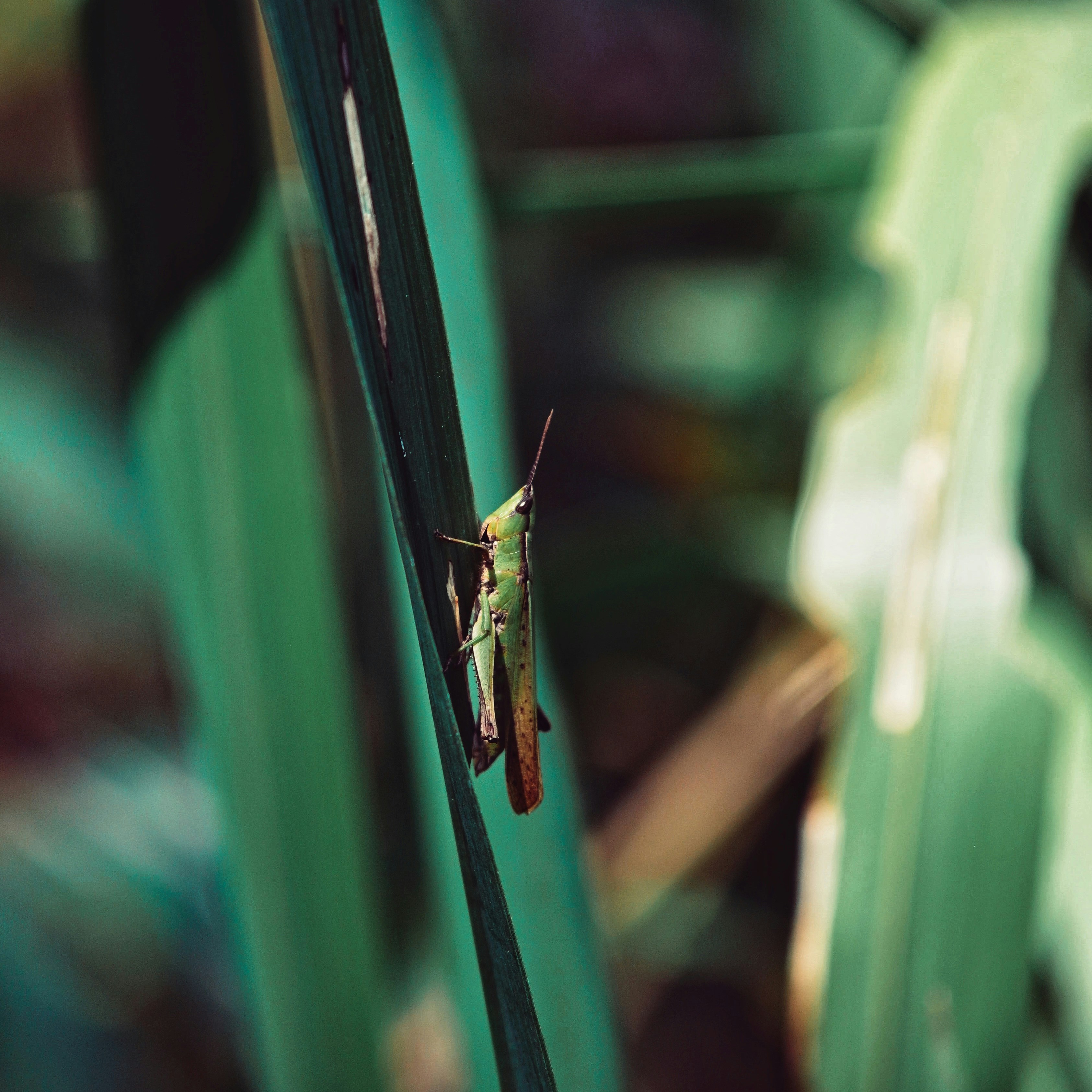 Photo by theartificer