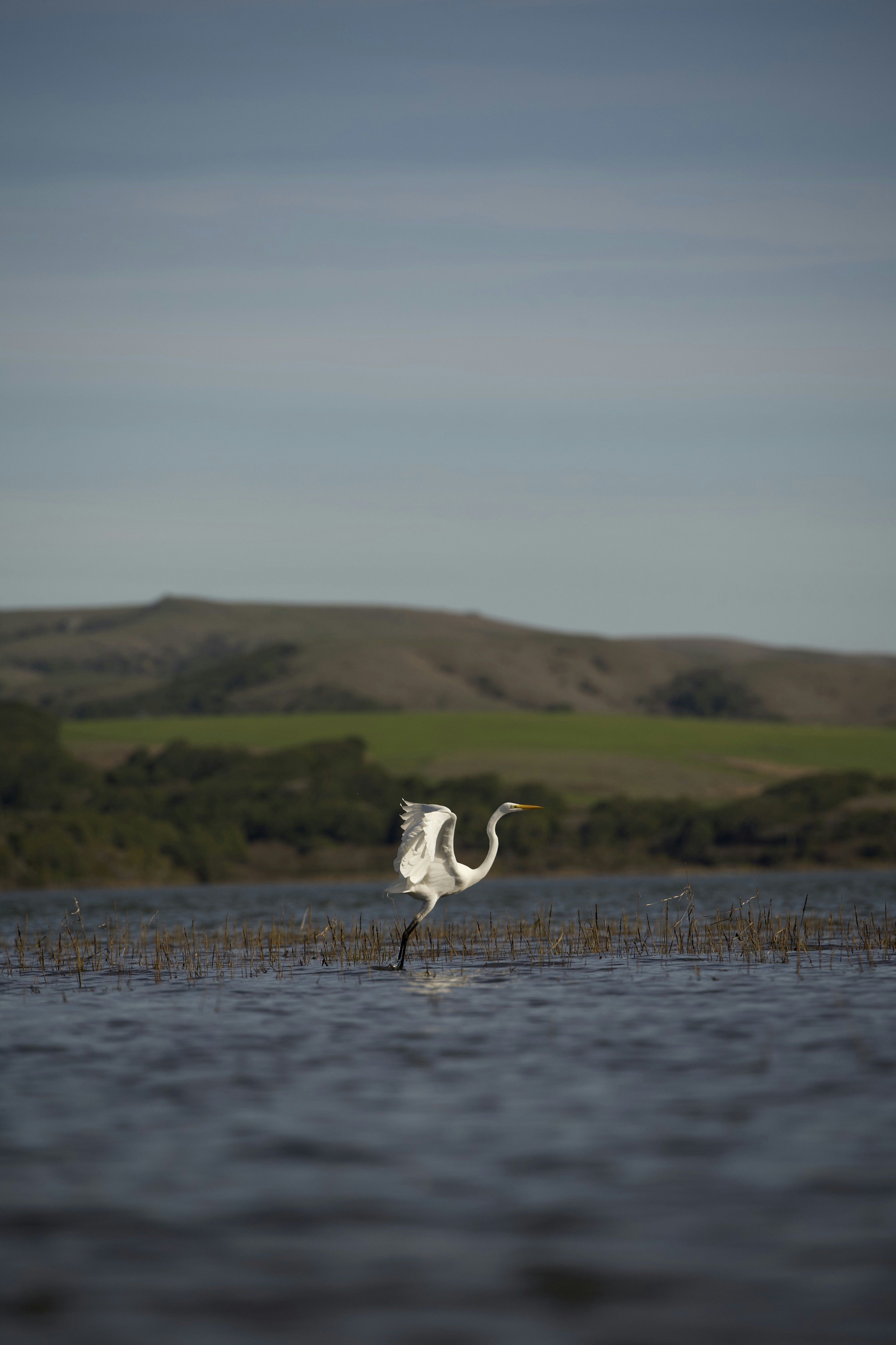 A white egret takes flight over a lake.