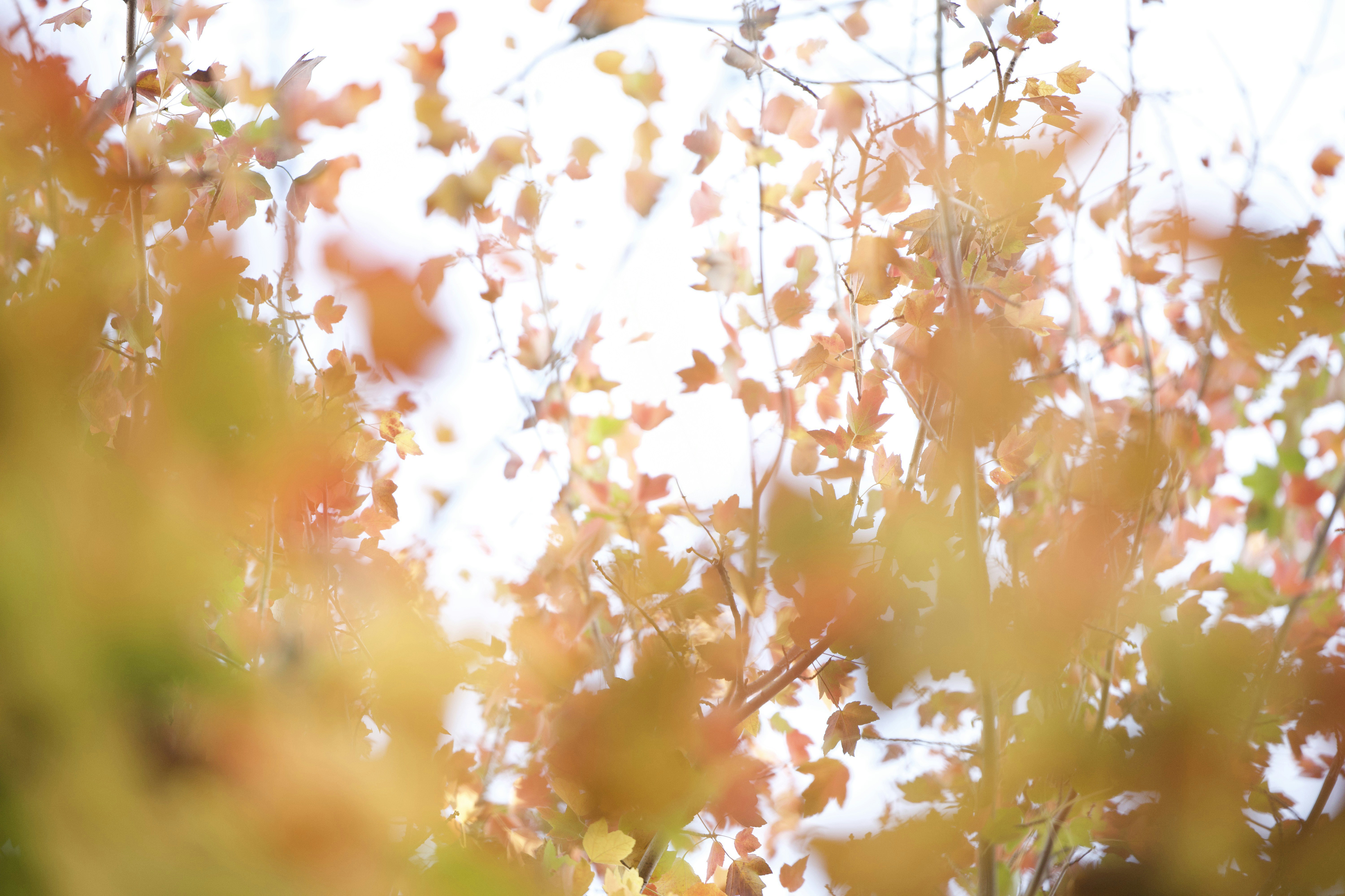 Photo by leo_visions_