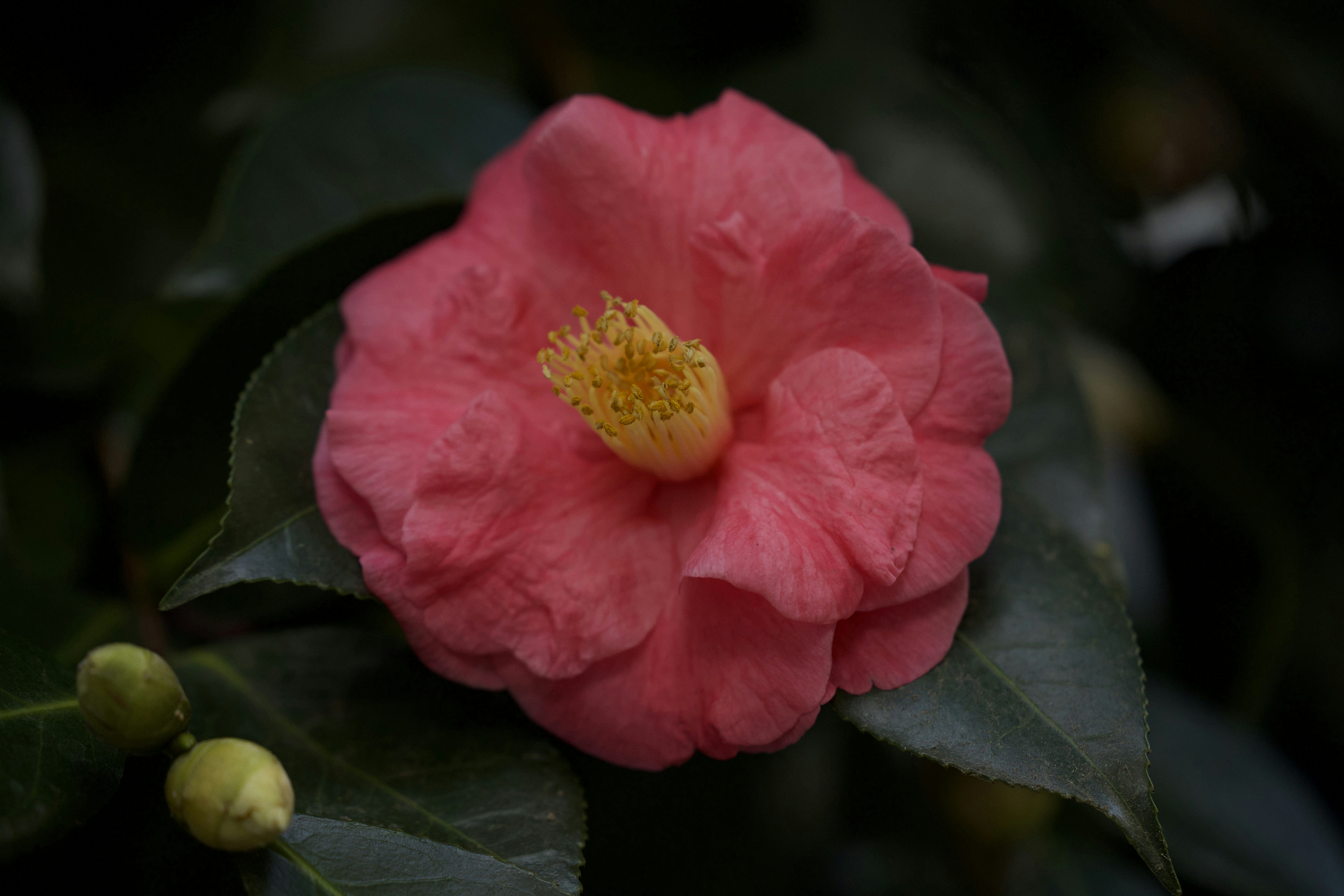 Photo by leo_visions_