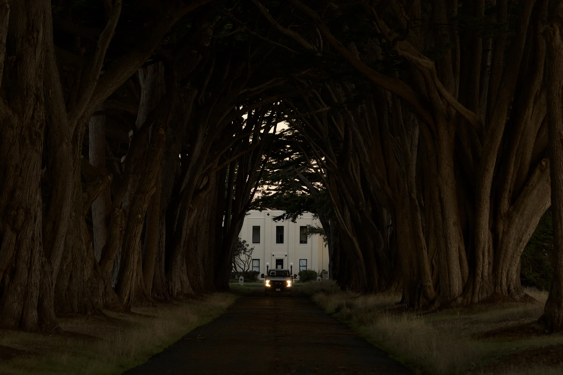 An avenue of ancient oaks forming a green tunnel leading to the estate