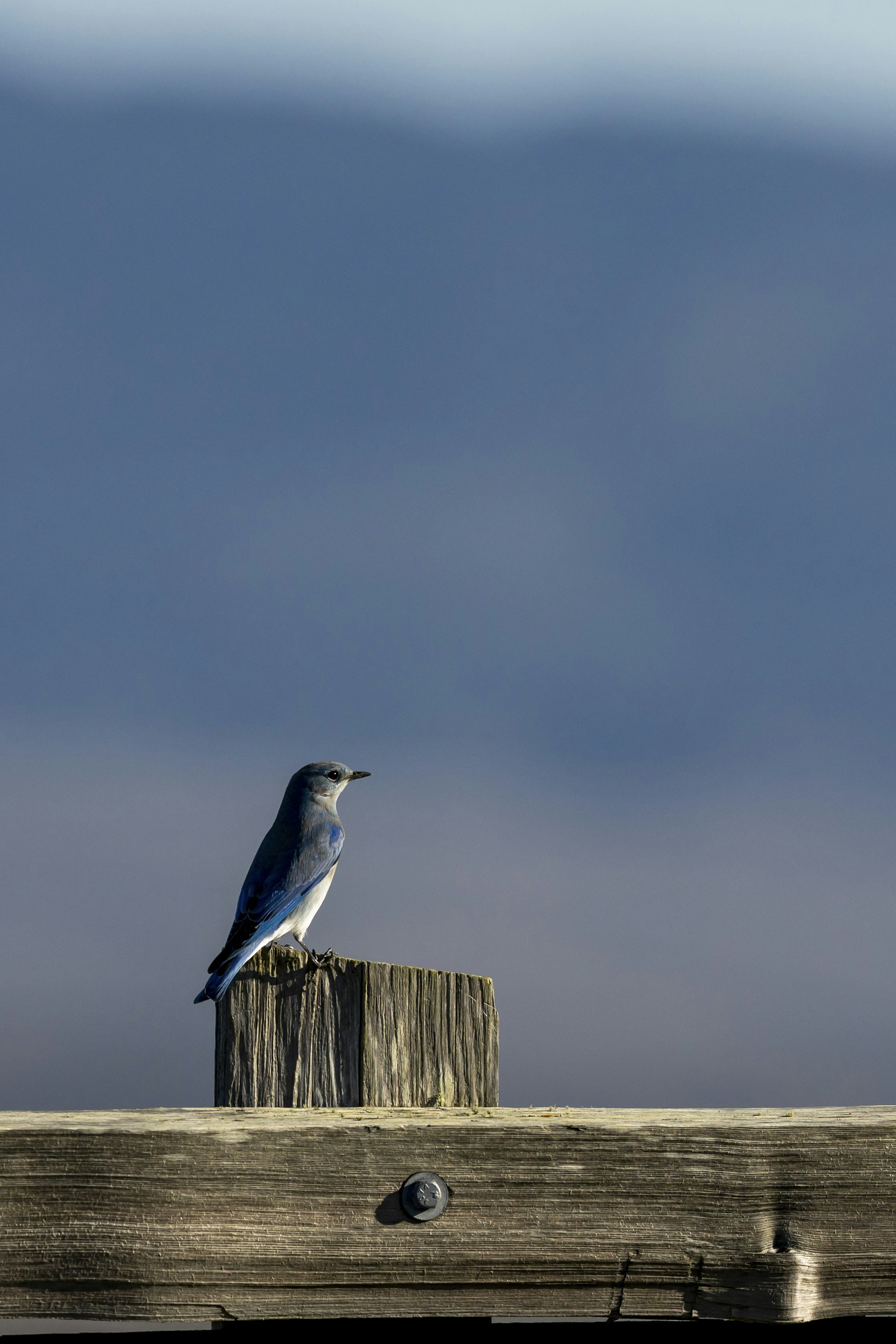 Photo by leo_visions_