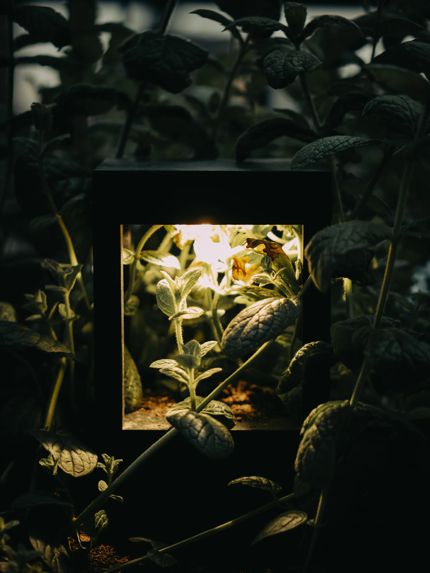 A small square lantern glowing between dark leaves