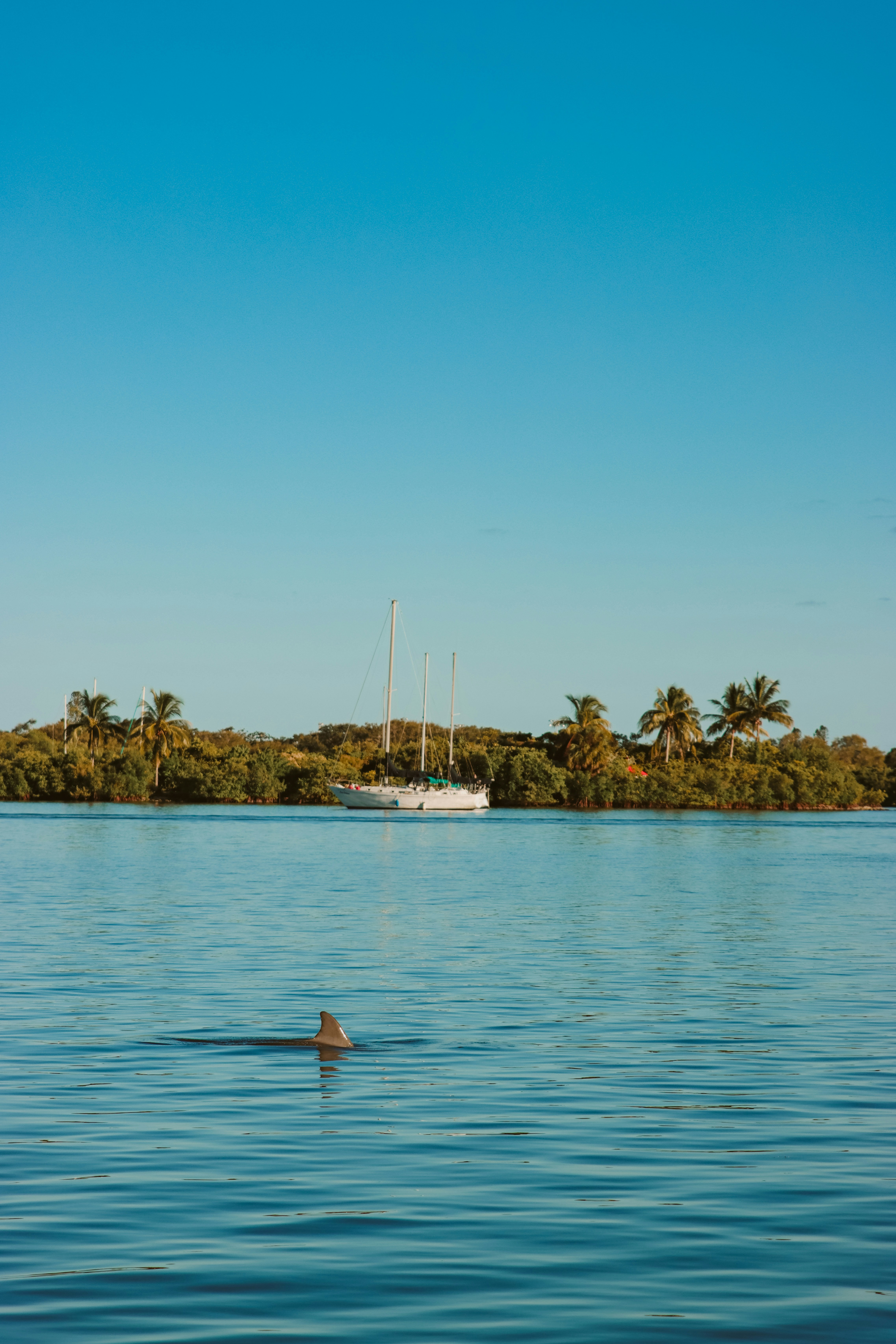 Delfin schwimmt in der Nähe eines Segelboots bei einer tropischen Insel.