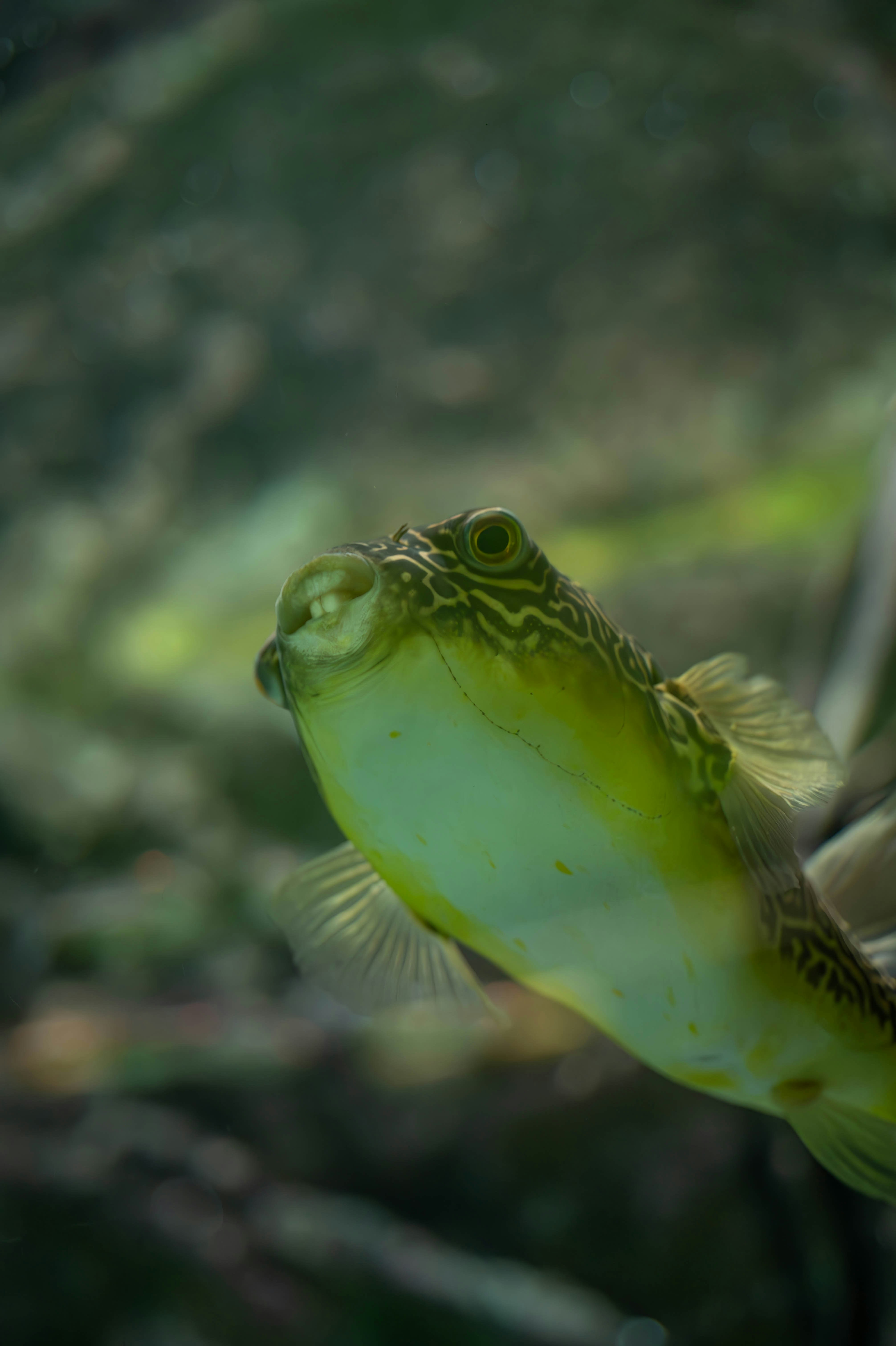 A yellow pufferfish swims in murky water.