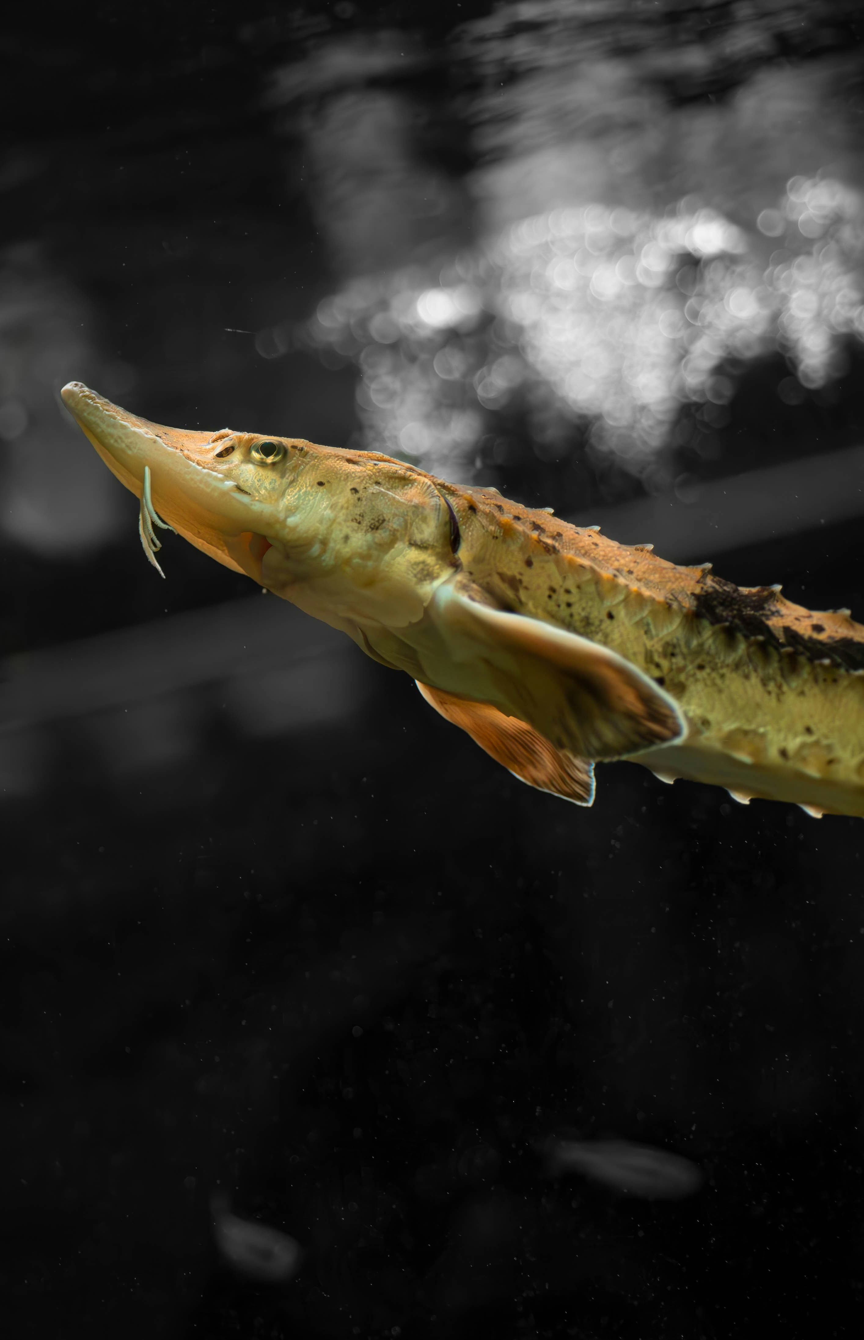 A sturgeon swims in dark water with bubbles.