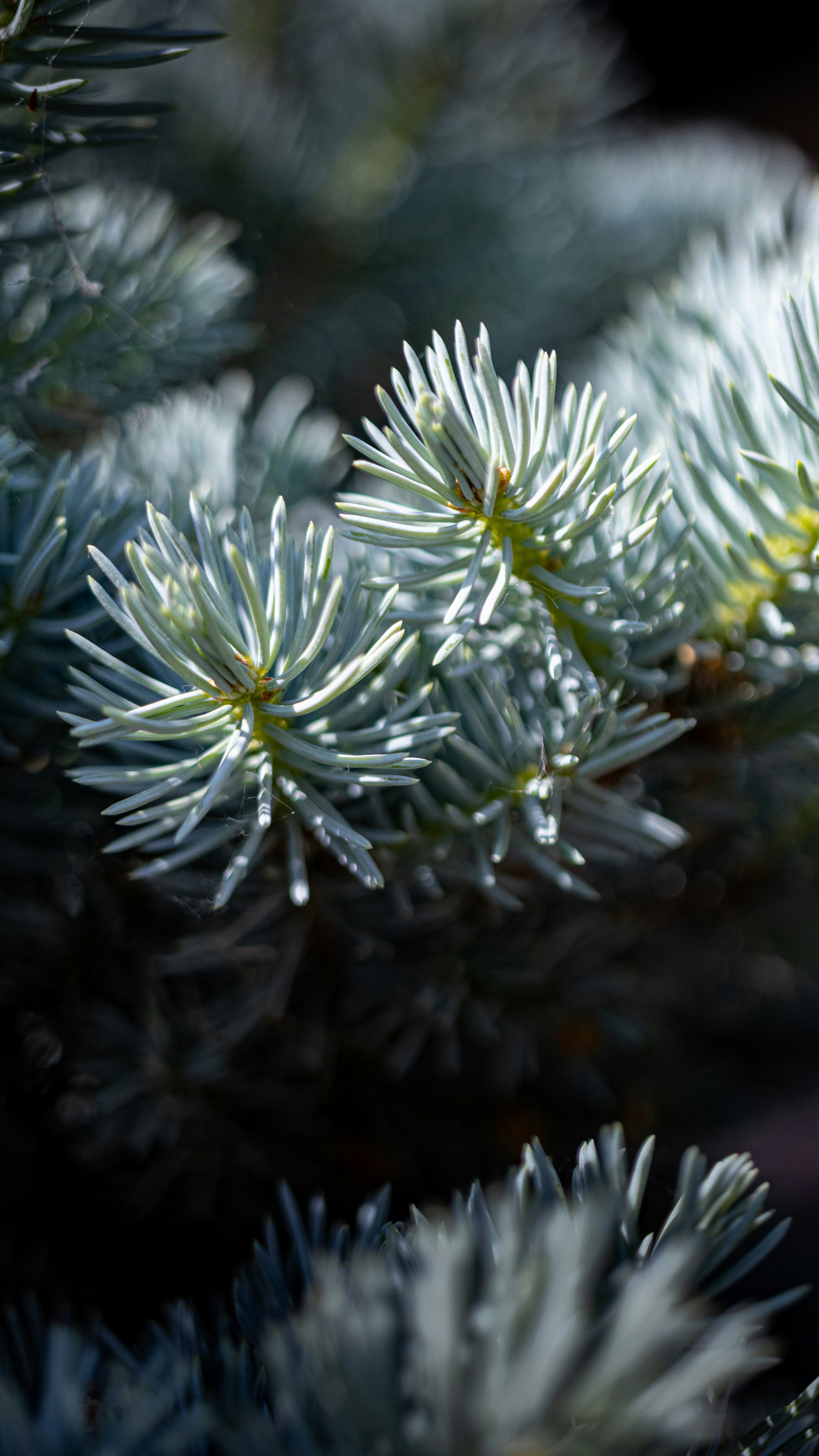 Photo by thelegenderry