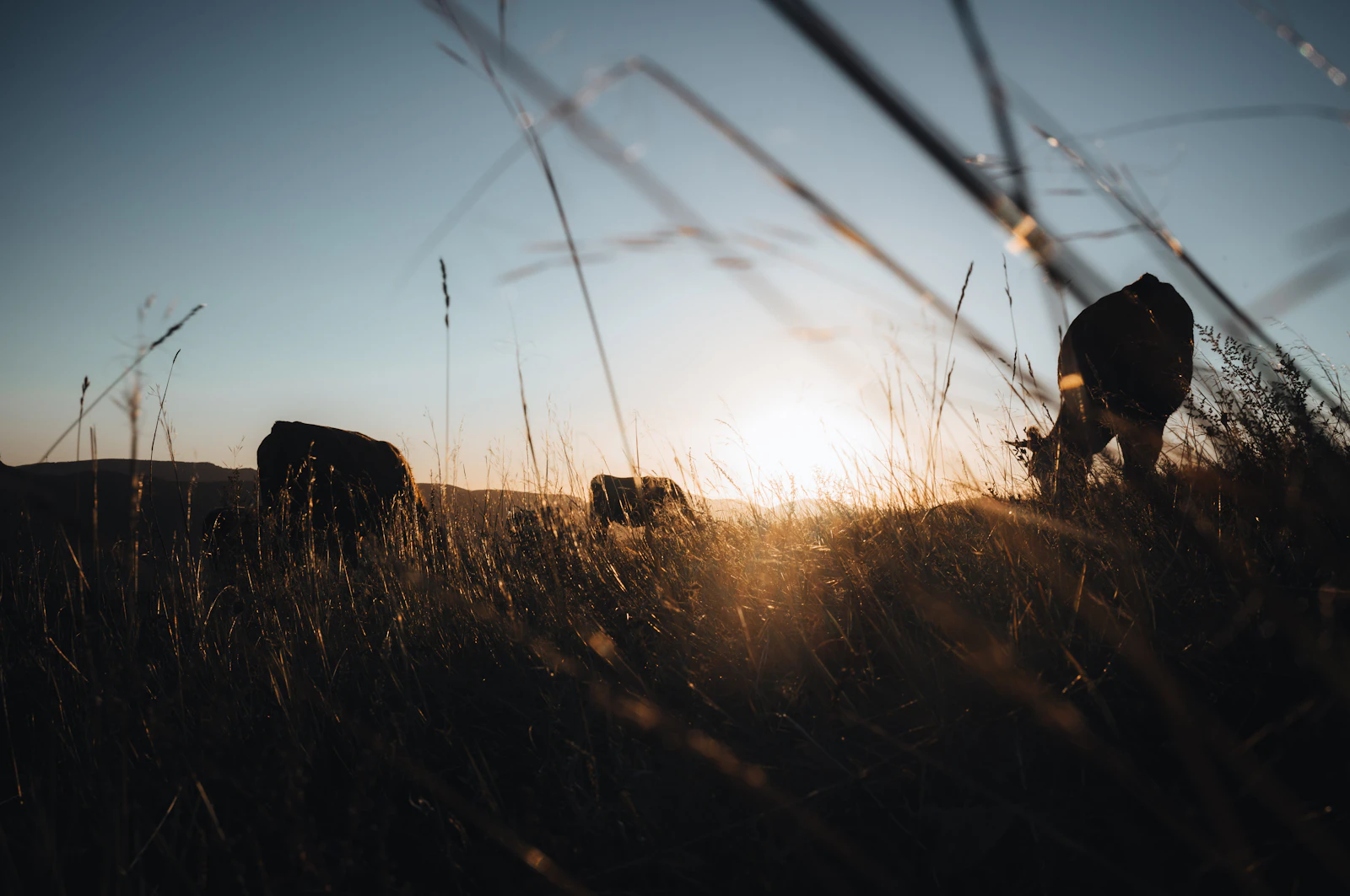 Cattle silhouetted in tall dry grass against a low sun