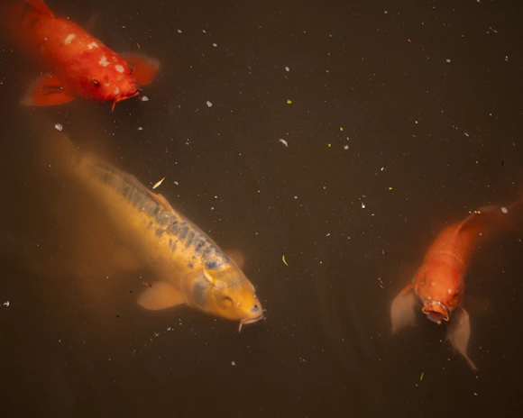 Three koi fish swim in murky water