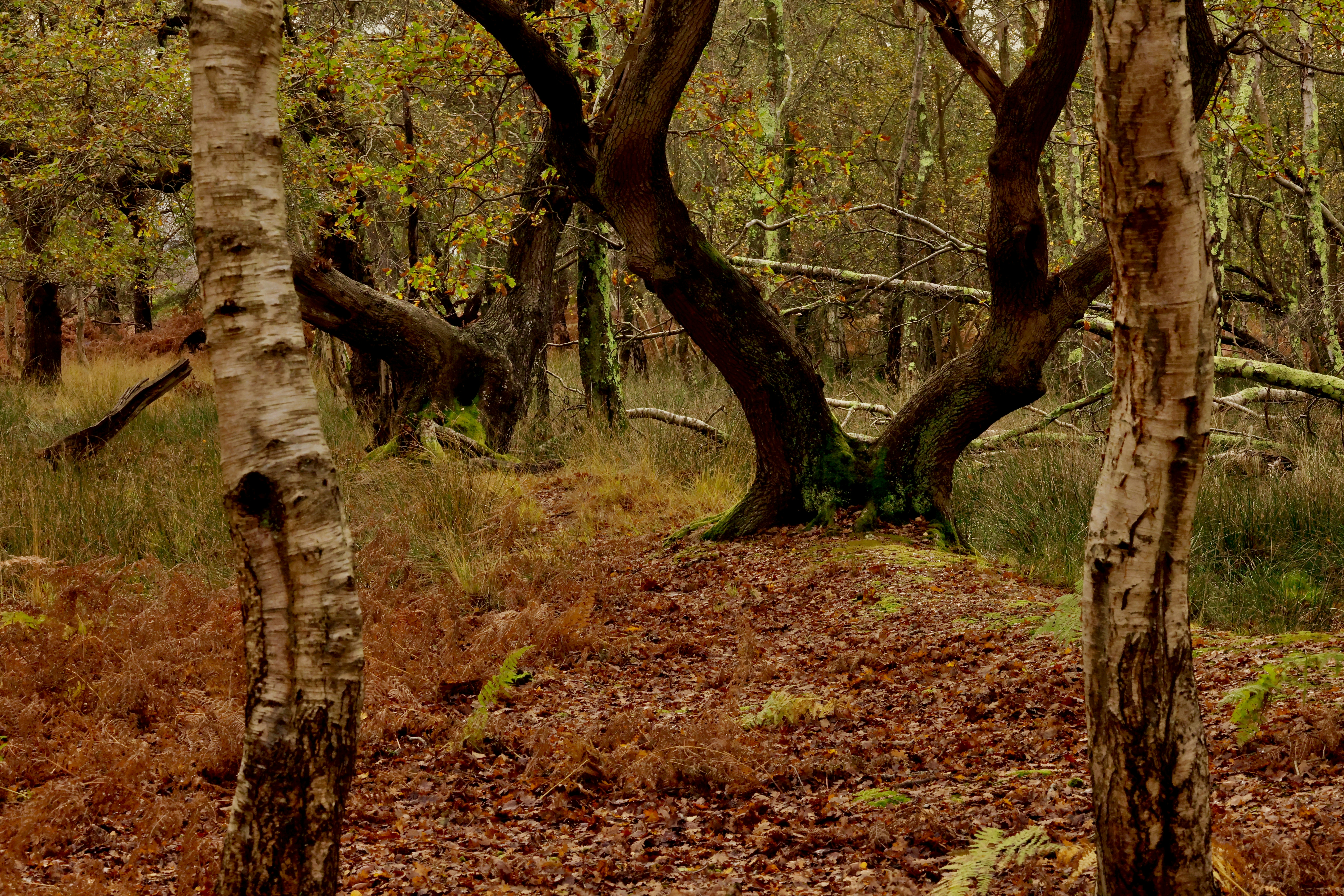 Autumn forest floor with bare trees and fallen leaves
