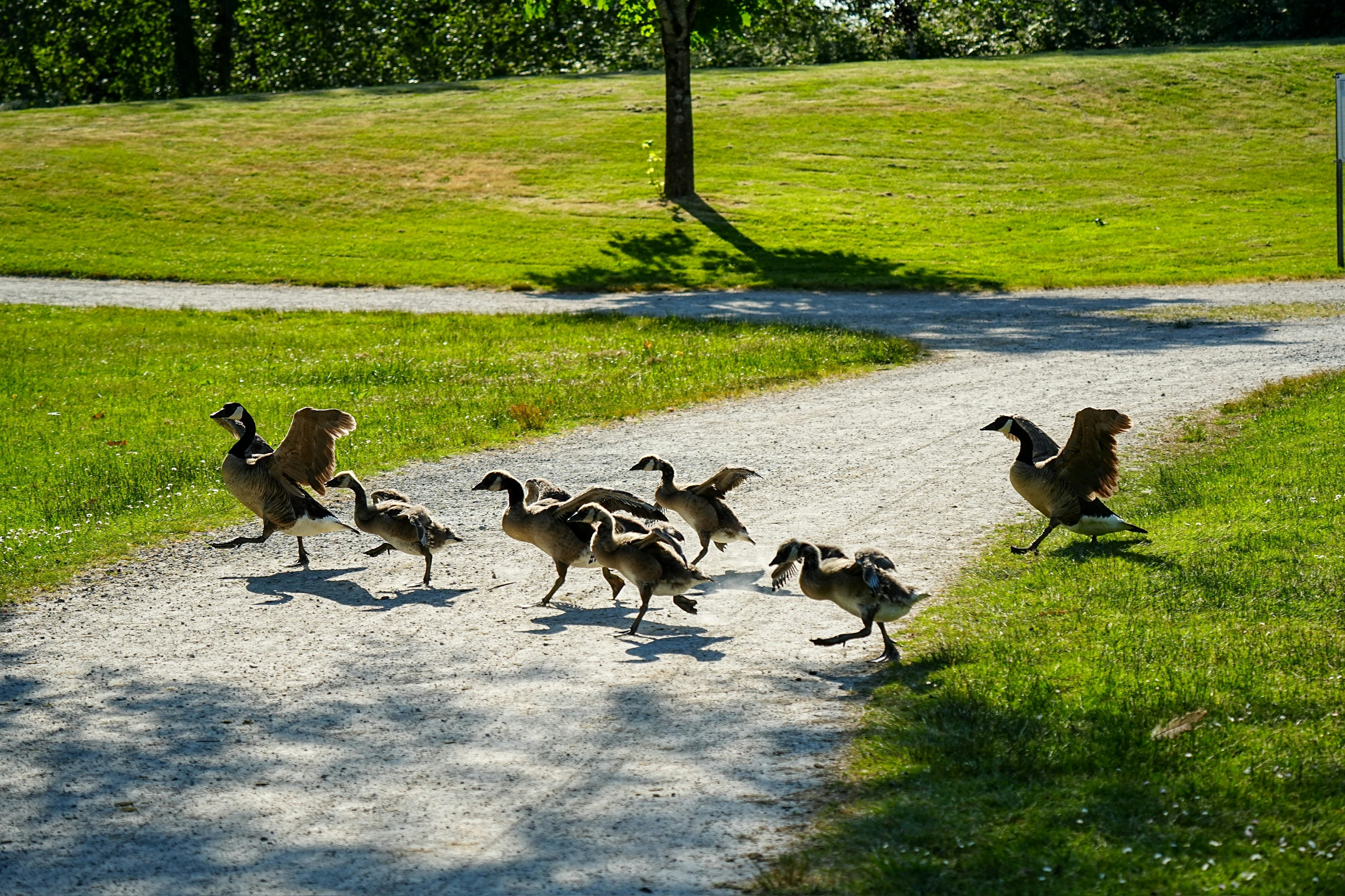 A family of geese walking on a path photo – Free Running Image on Unsplash