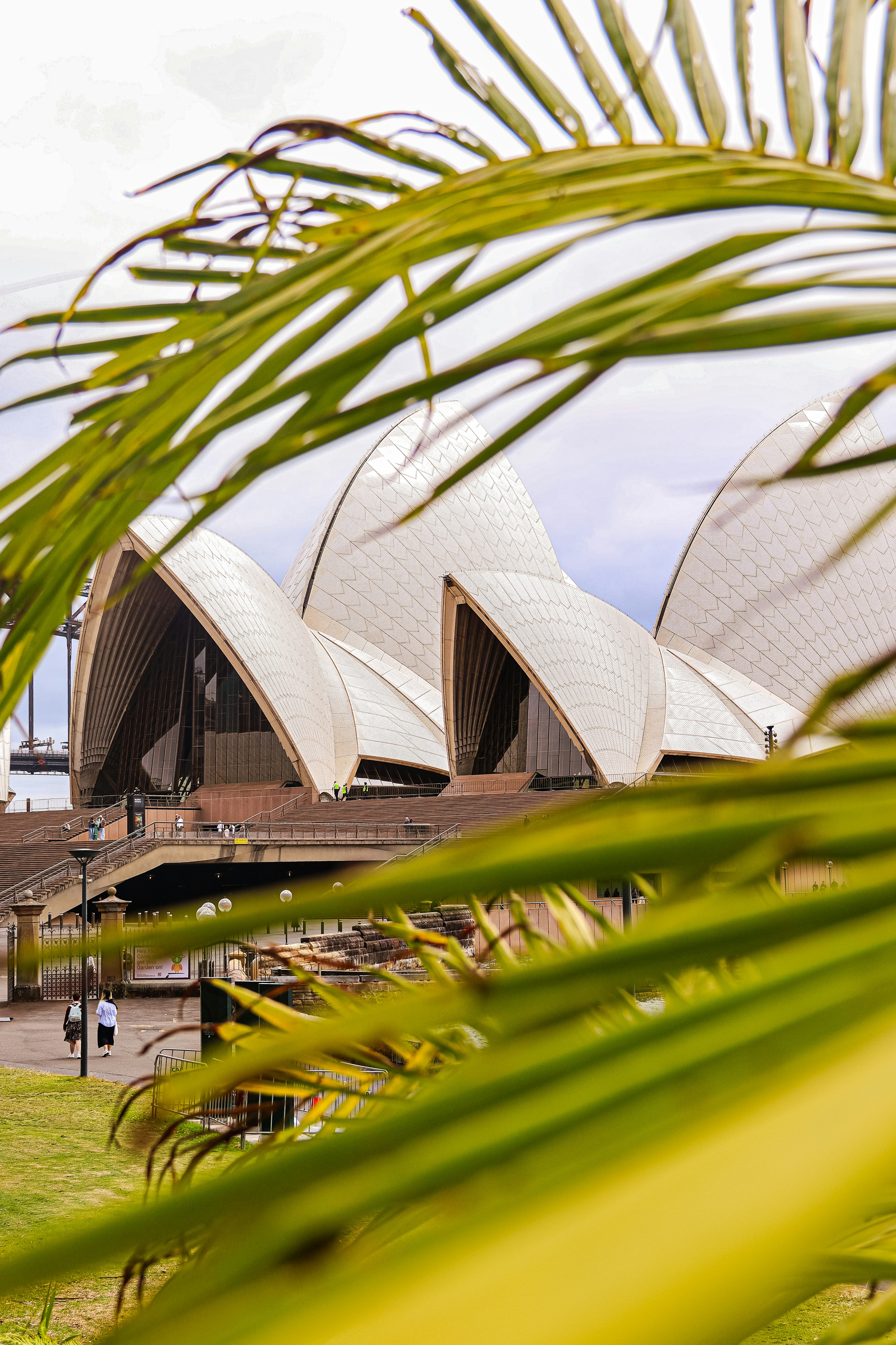 Sydney opera house viewed through palm leaves