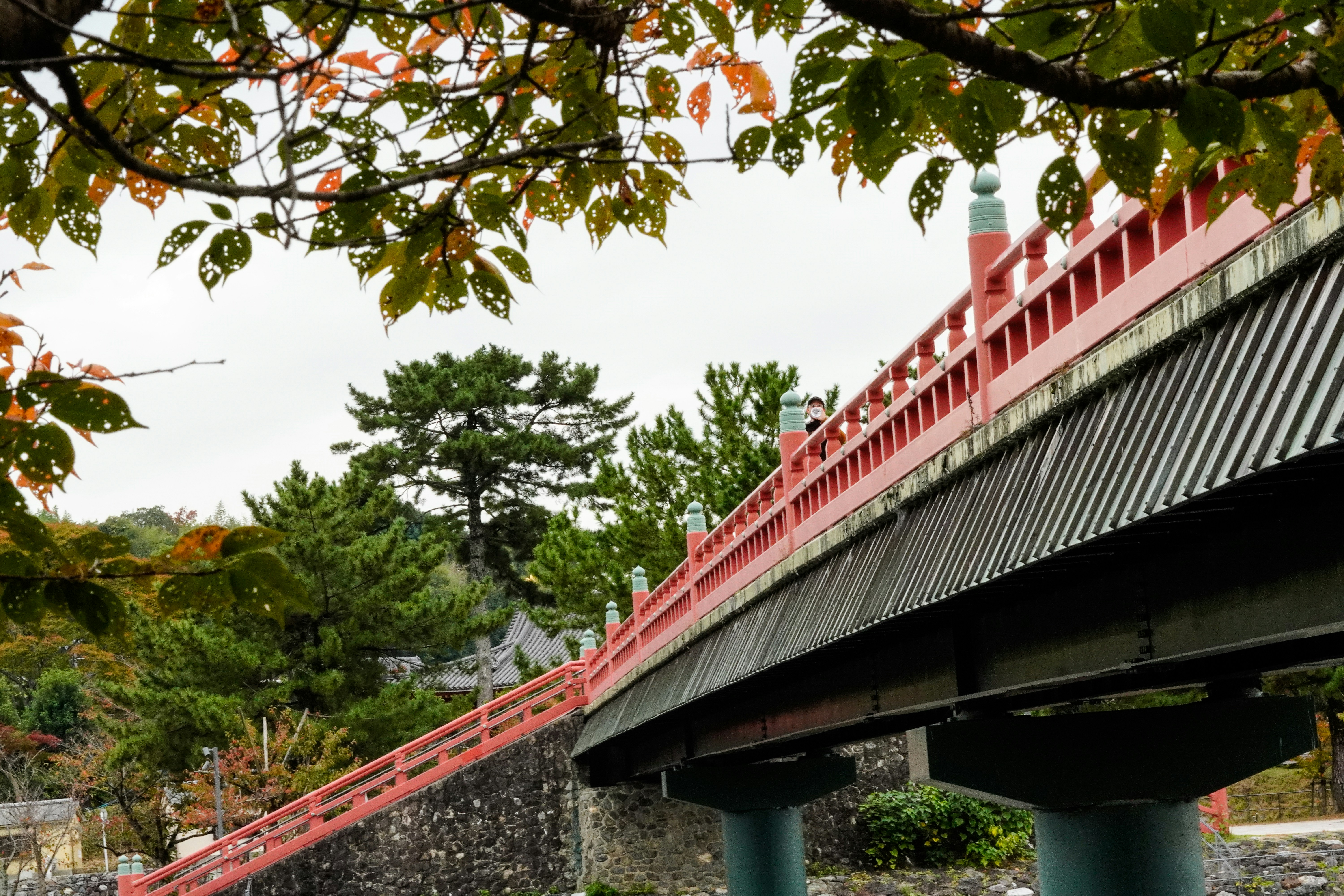 Red bridge with autumn leaves and pine trees