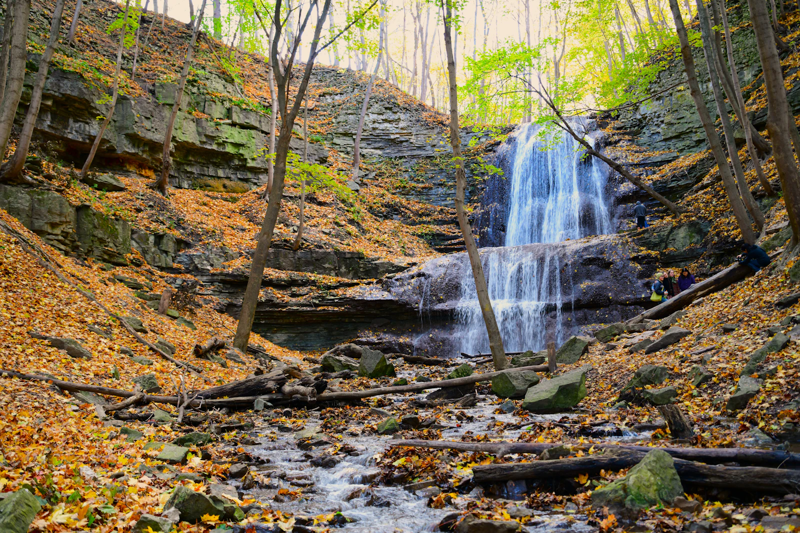 Forest and falls landscape near the Durham Conservation Area in West Grey