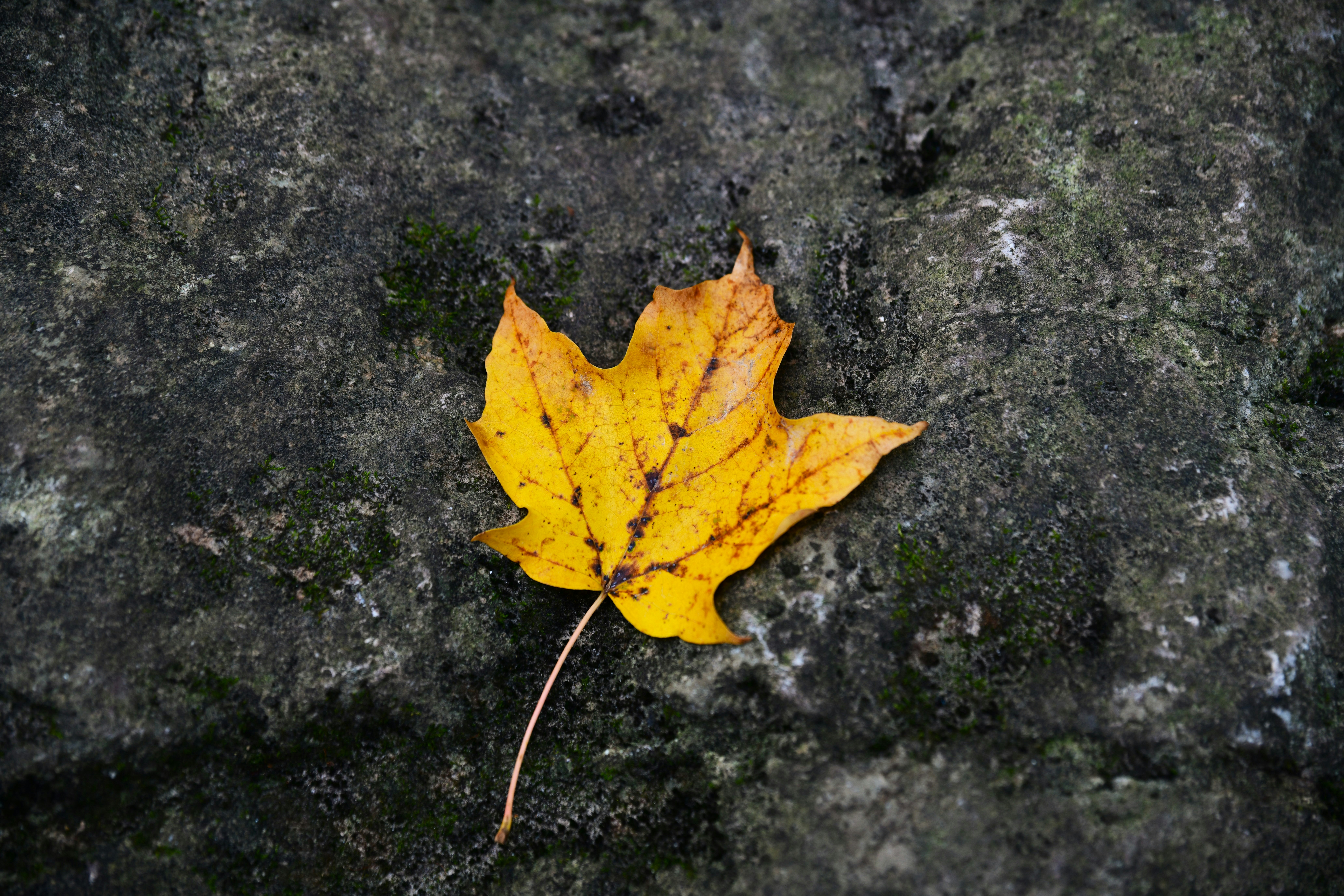 Photo by samuelprevin