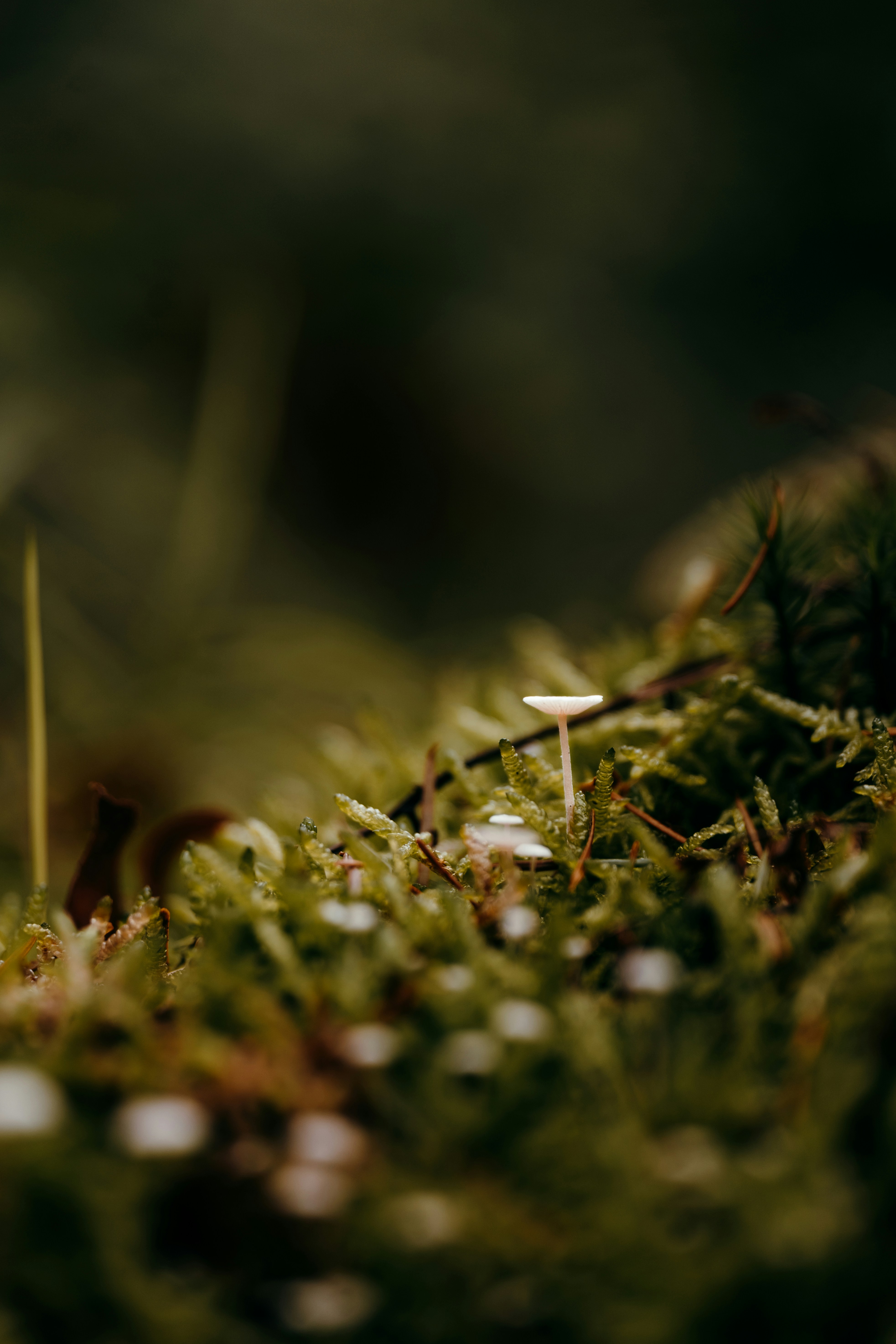 Tiny mushroom growing in mossy forest floor