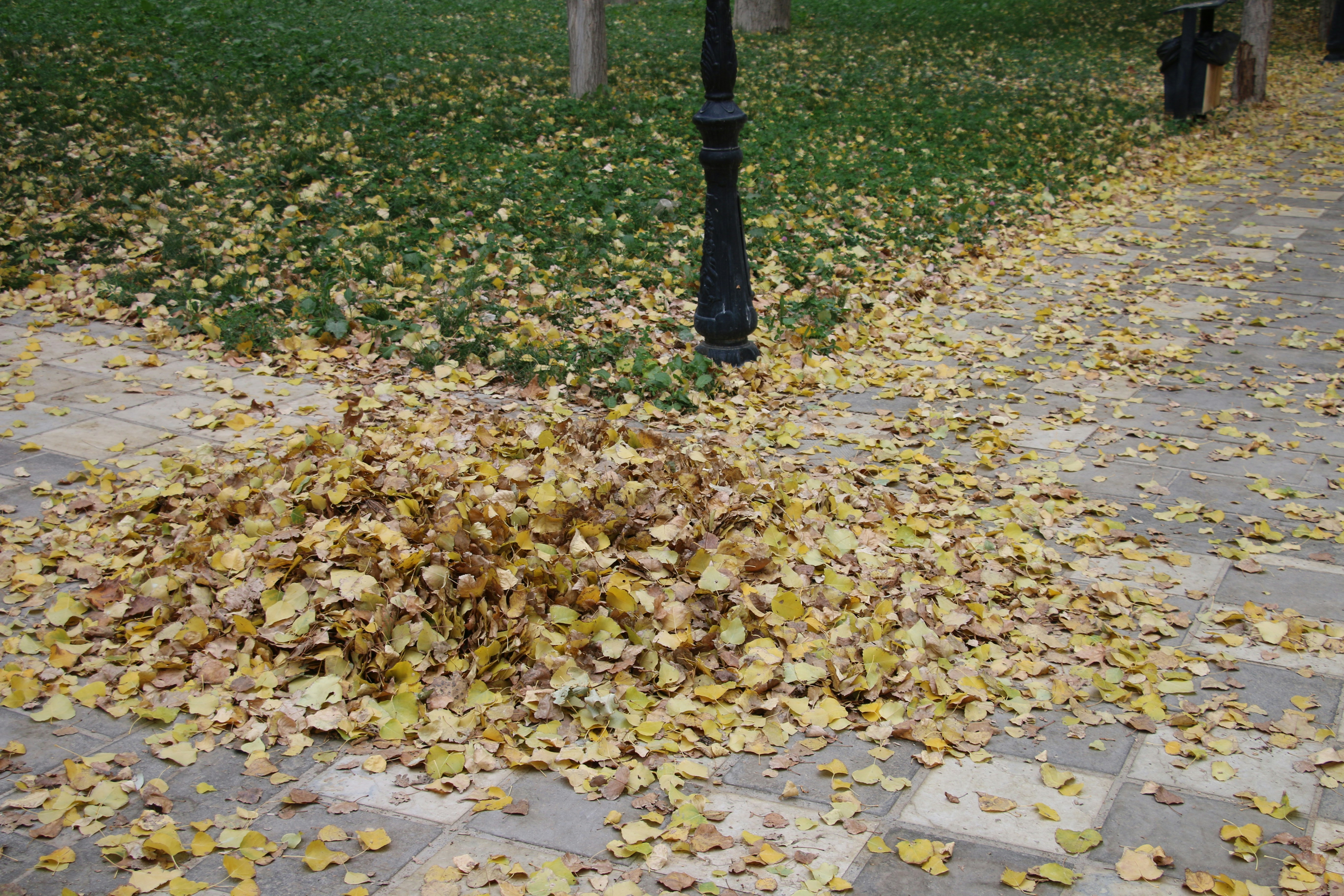 Curbside Leaf Collection Schedule