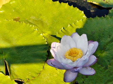 A delicate purple water lily floats among green lily pads.