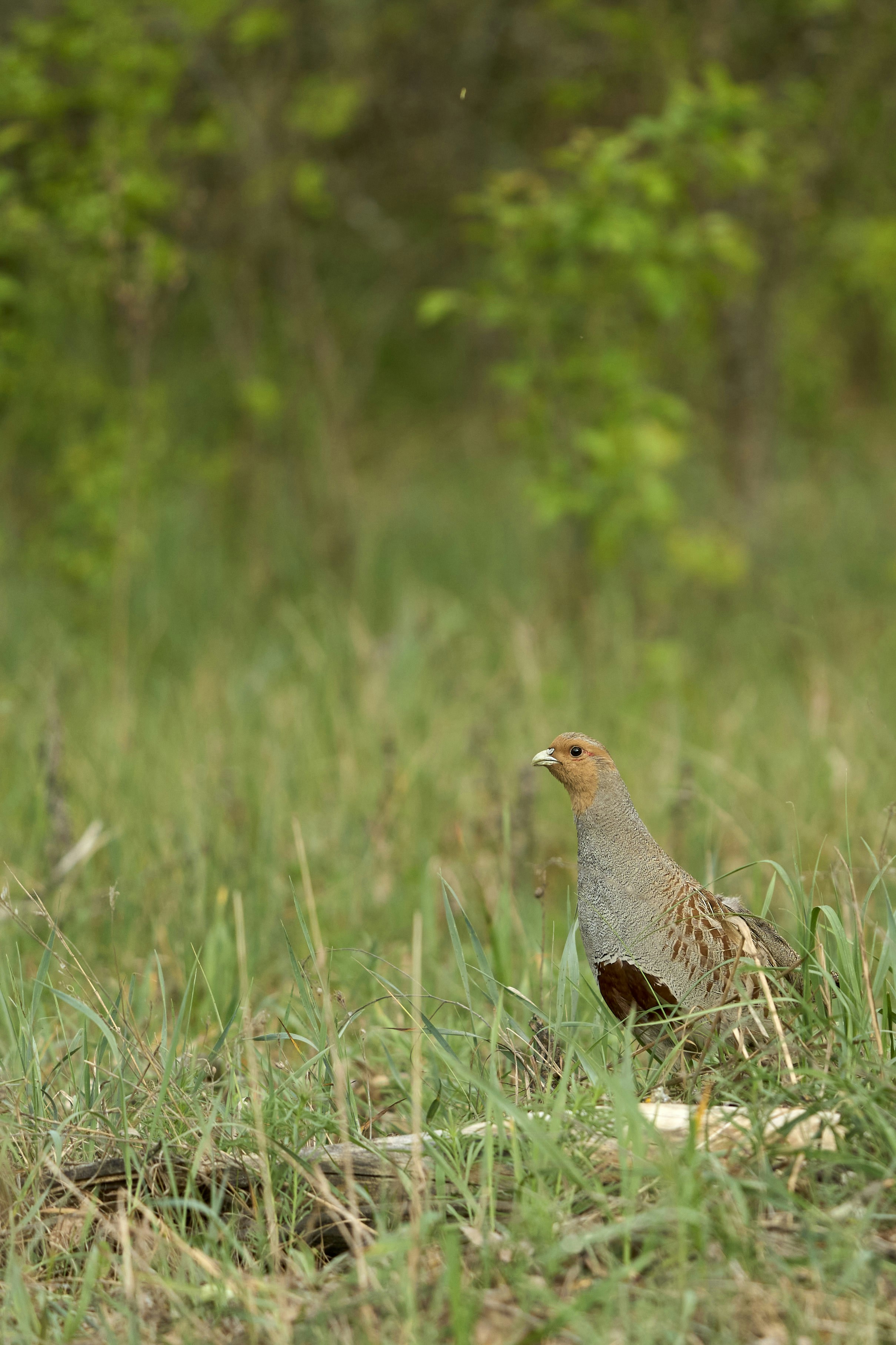 Photo by wolfgang_hasselmann