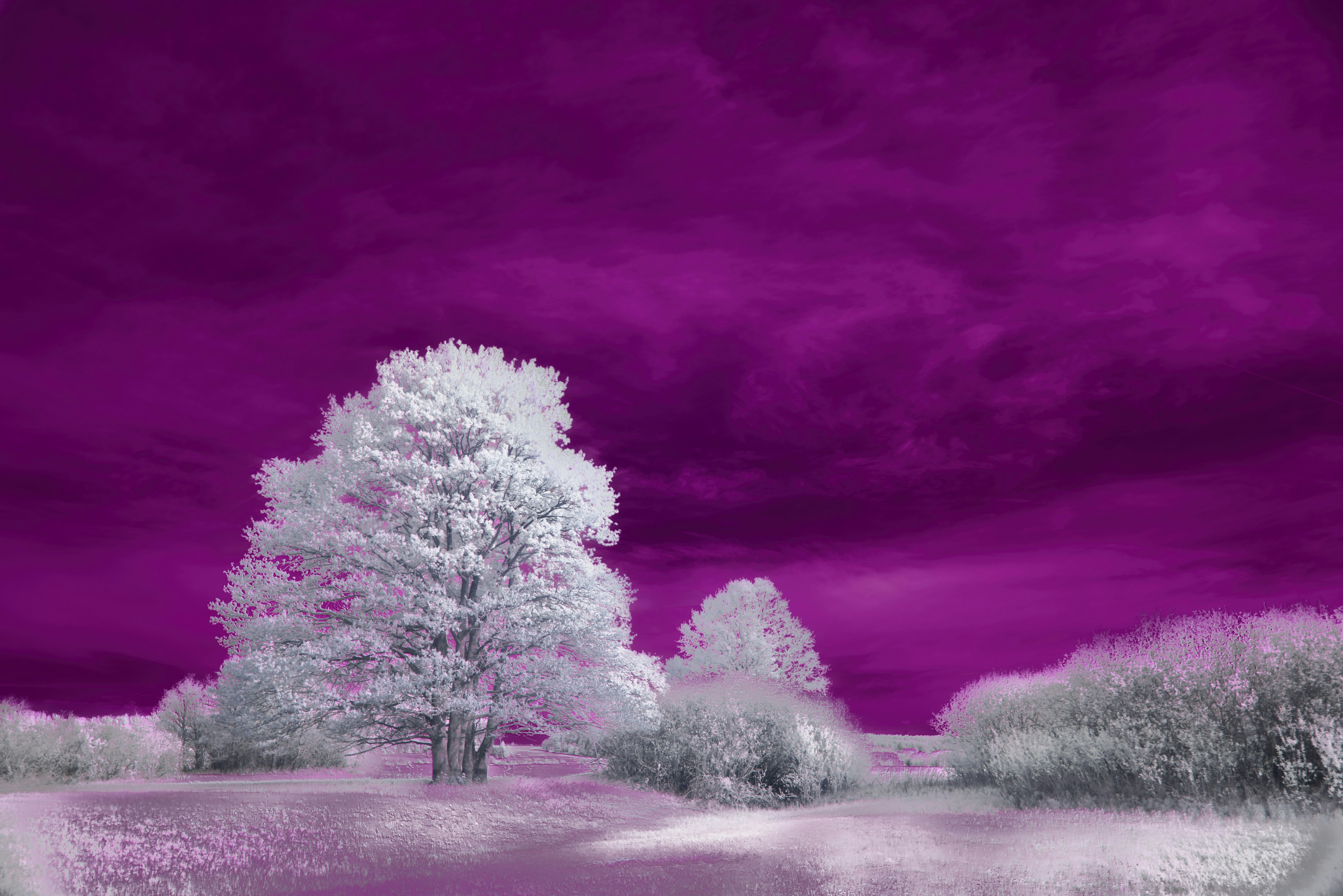 Photo by wolfgang_hasselmann