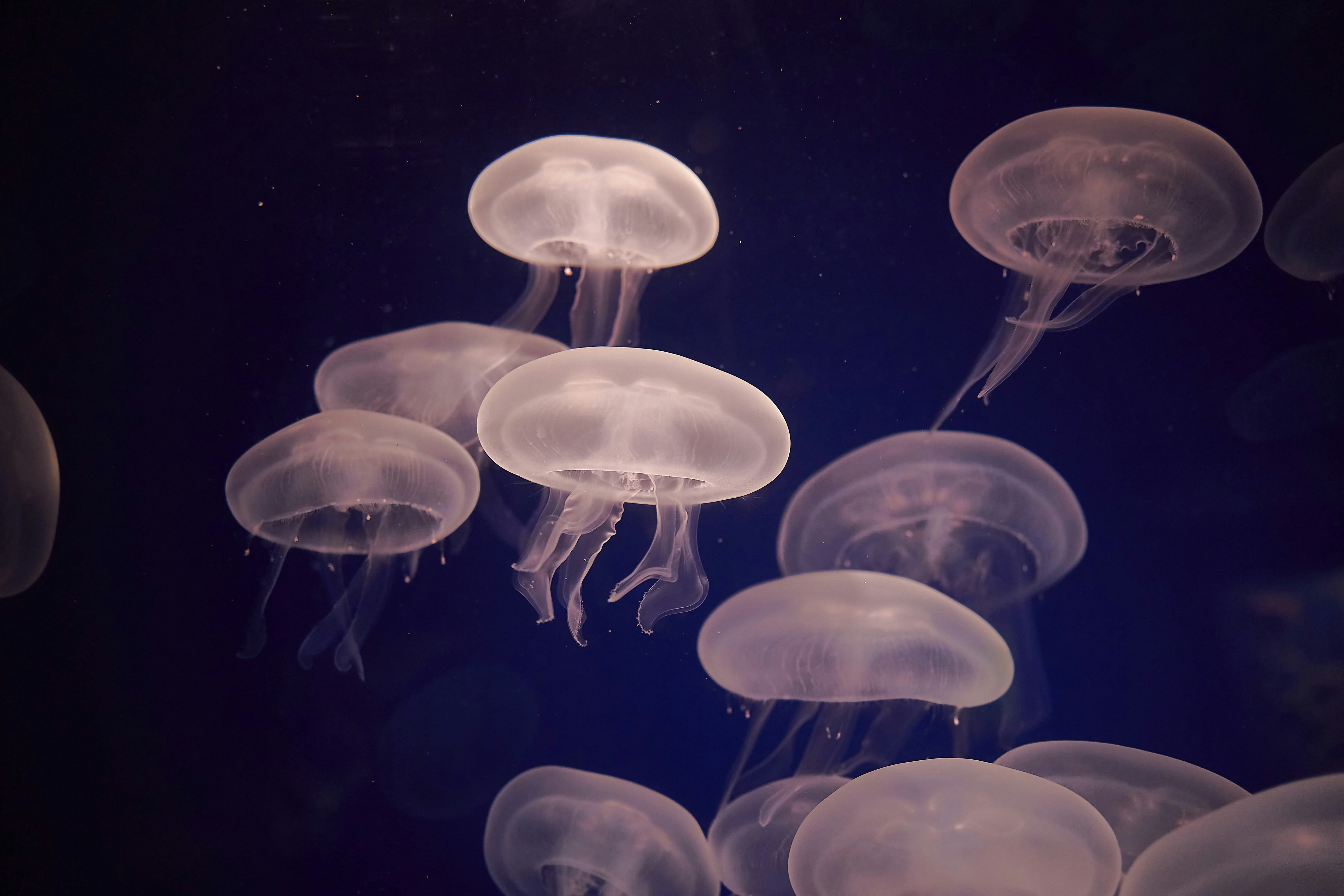 Photo by wolfgang_hasselmann