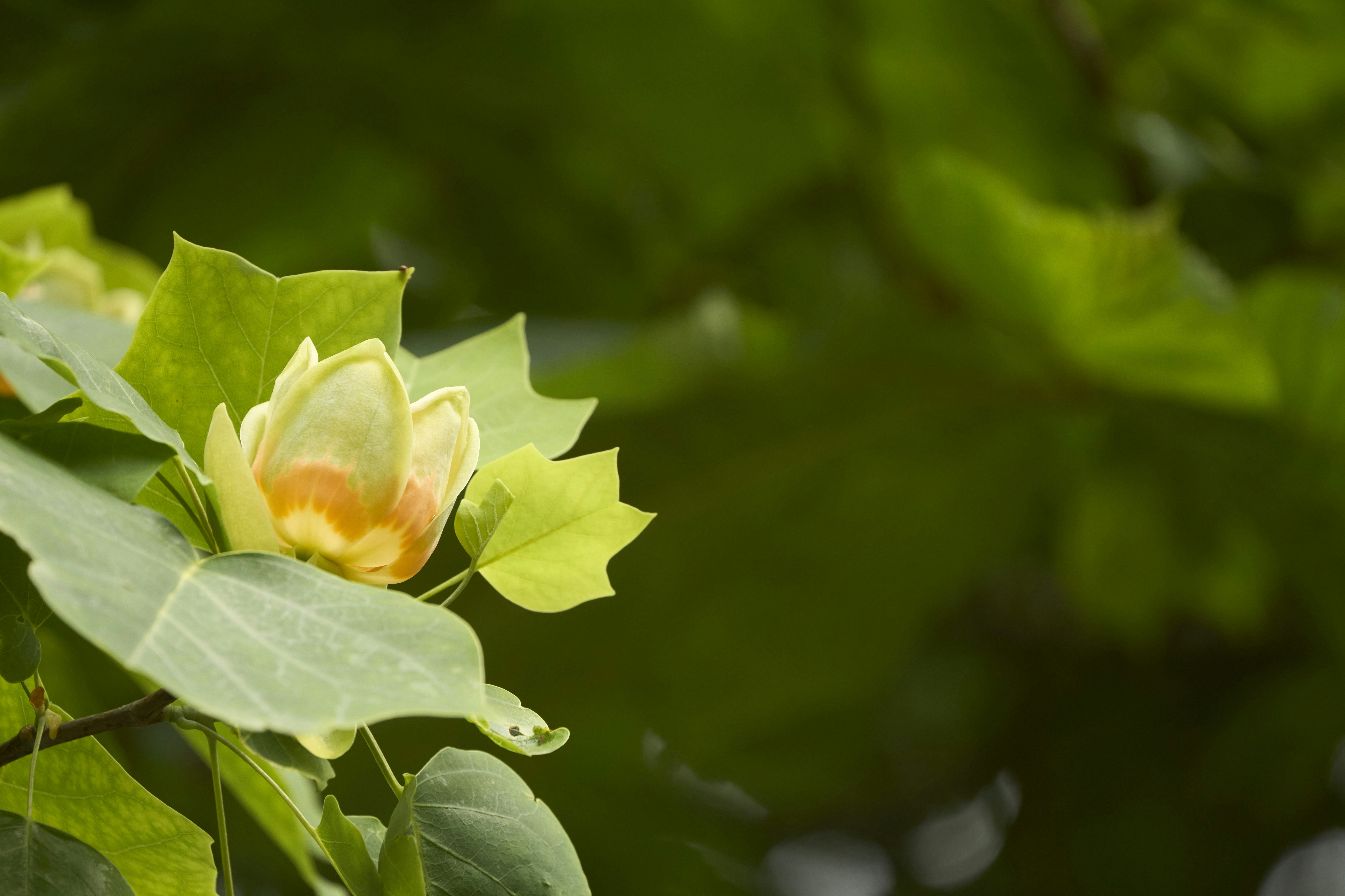 Photo by wolfgang_hasselmann