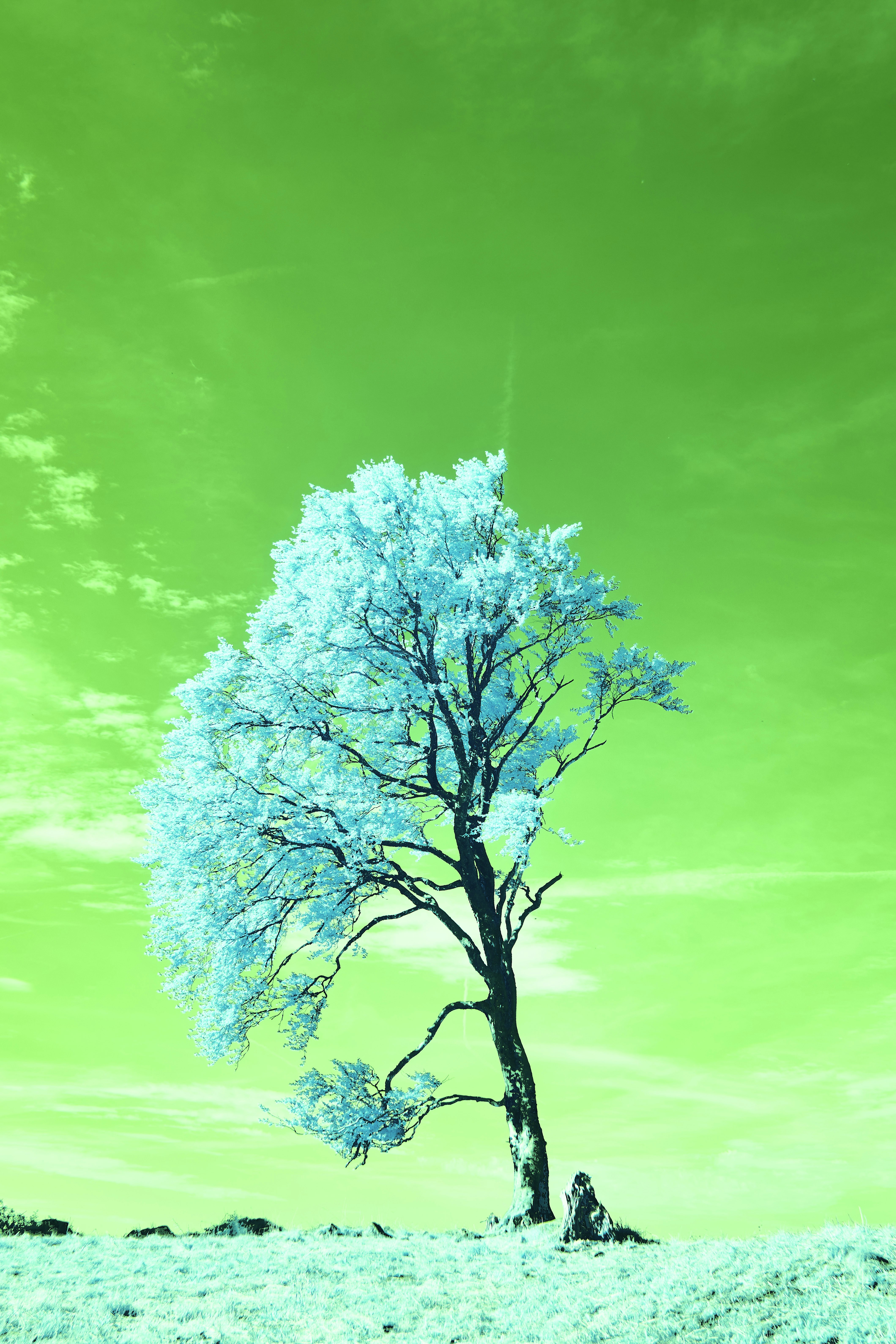 Photo by wolfgang_hasselmann