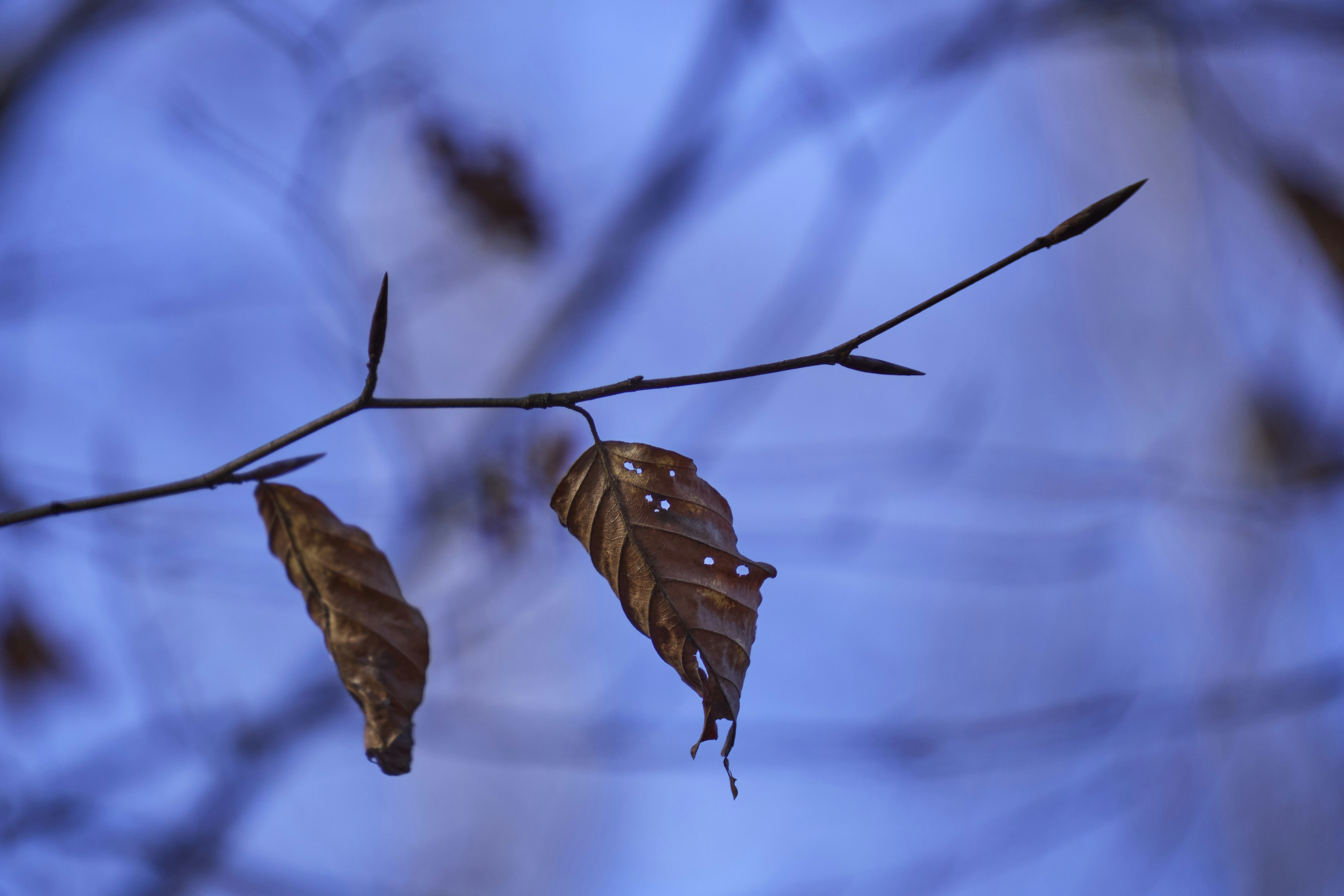 Photo by wolfgang_hasselmann