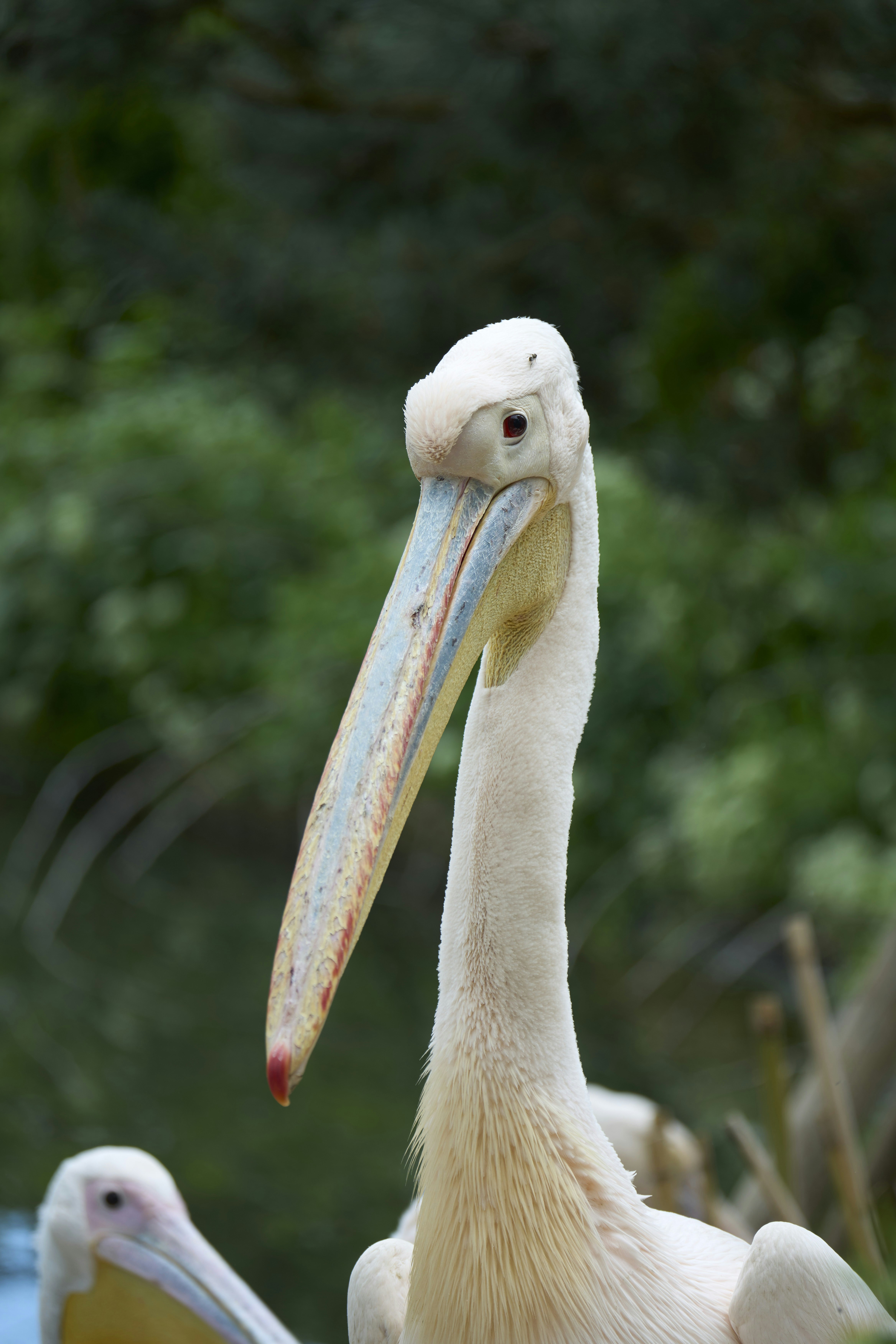 Photo by wolfgang_hasselmann