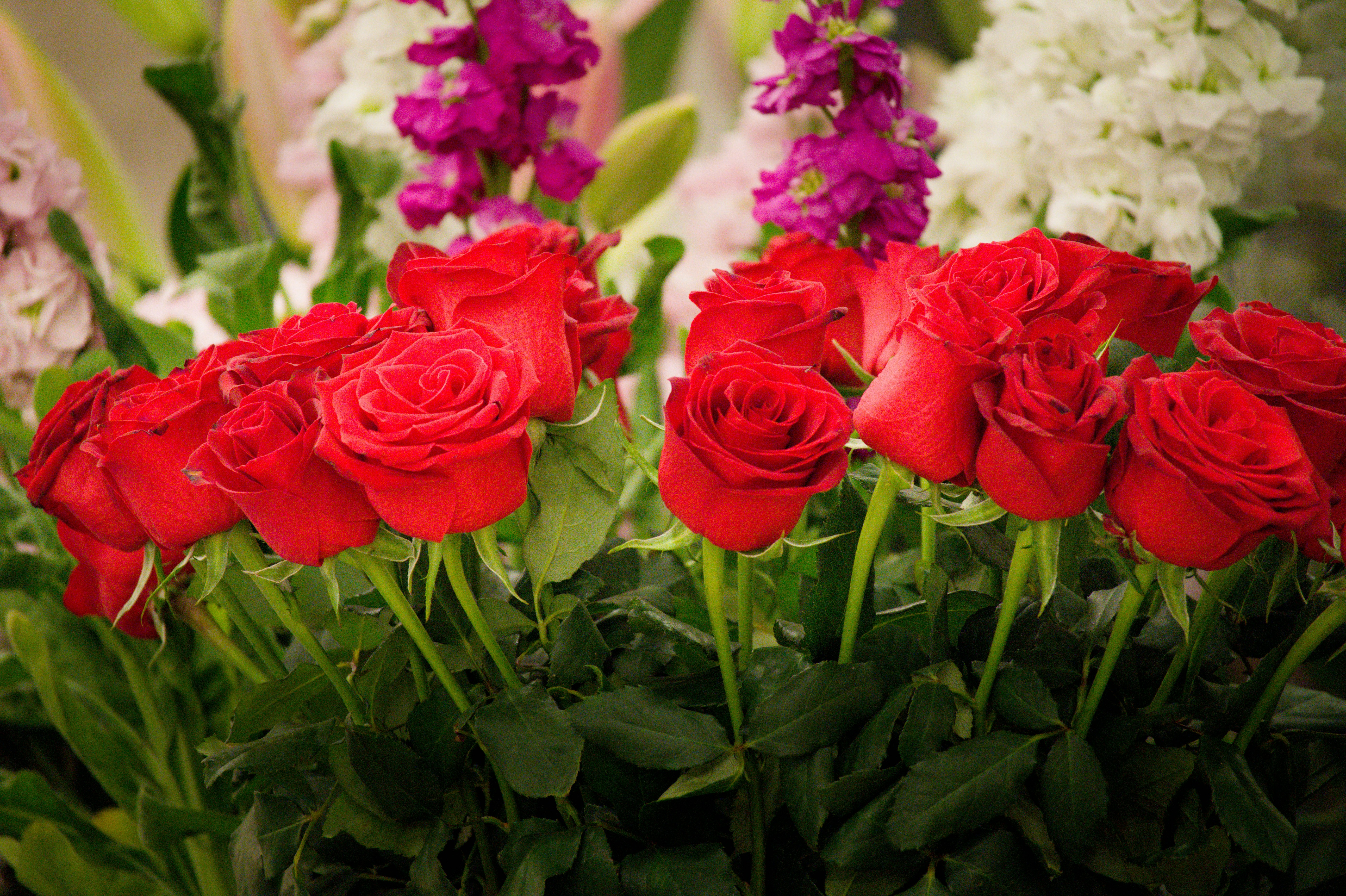 Photo by aminzabardast