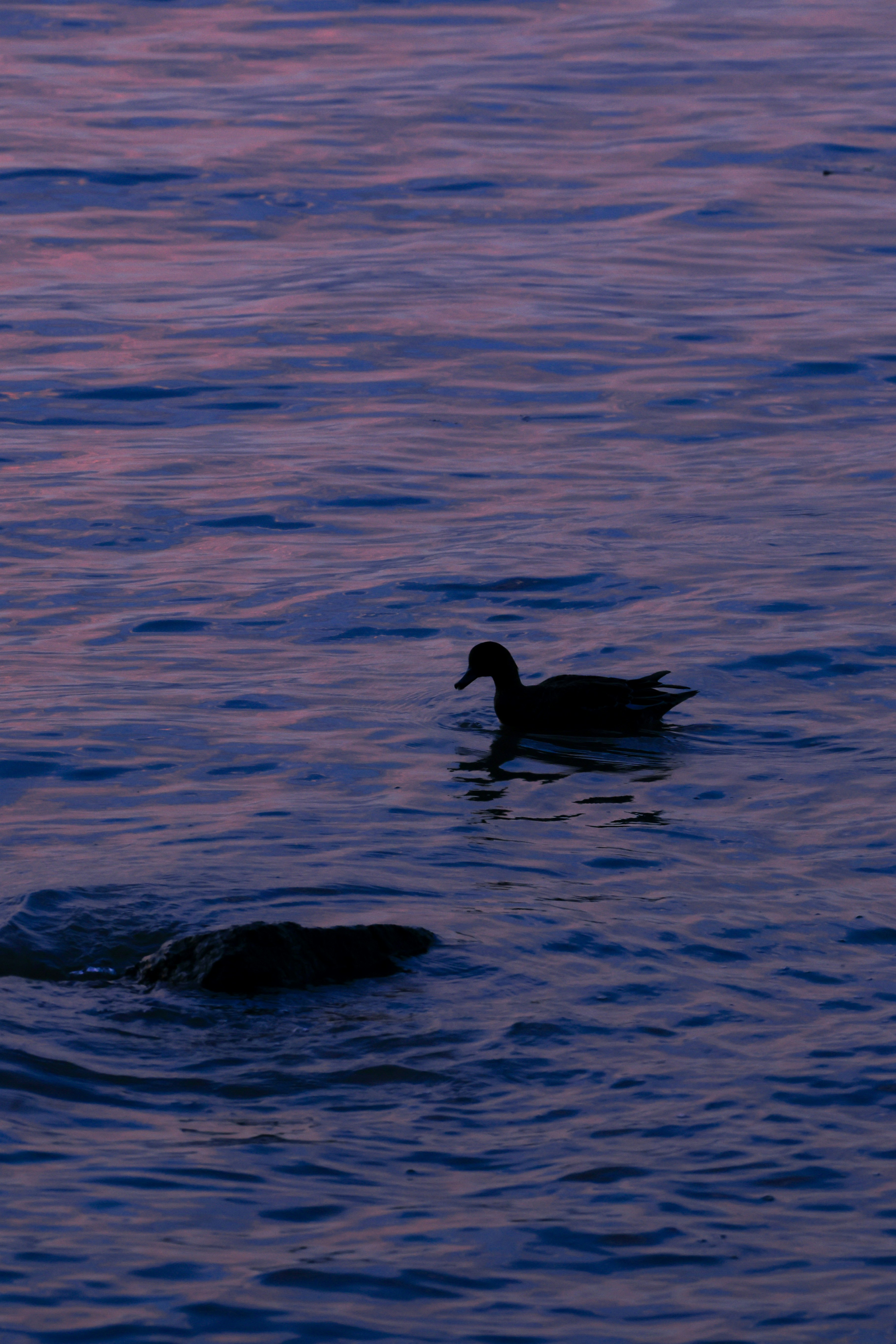 Photo by dickenslin76