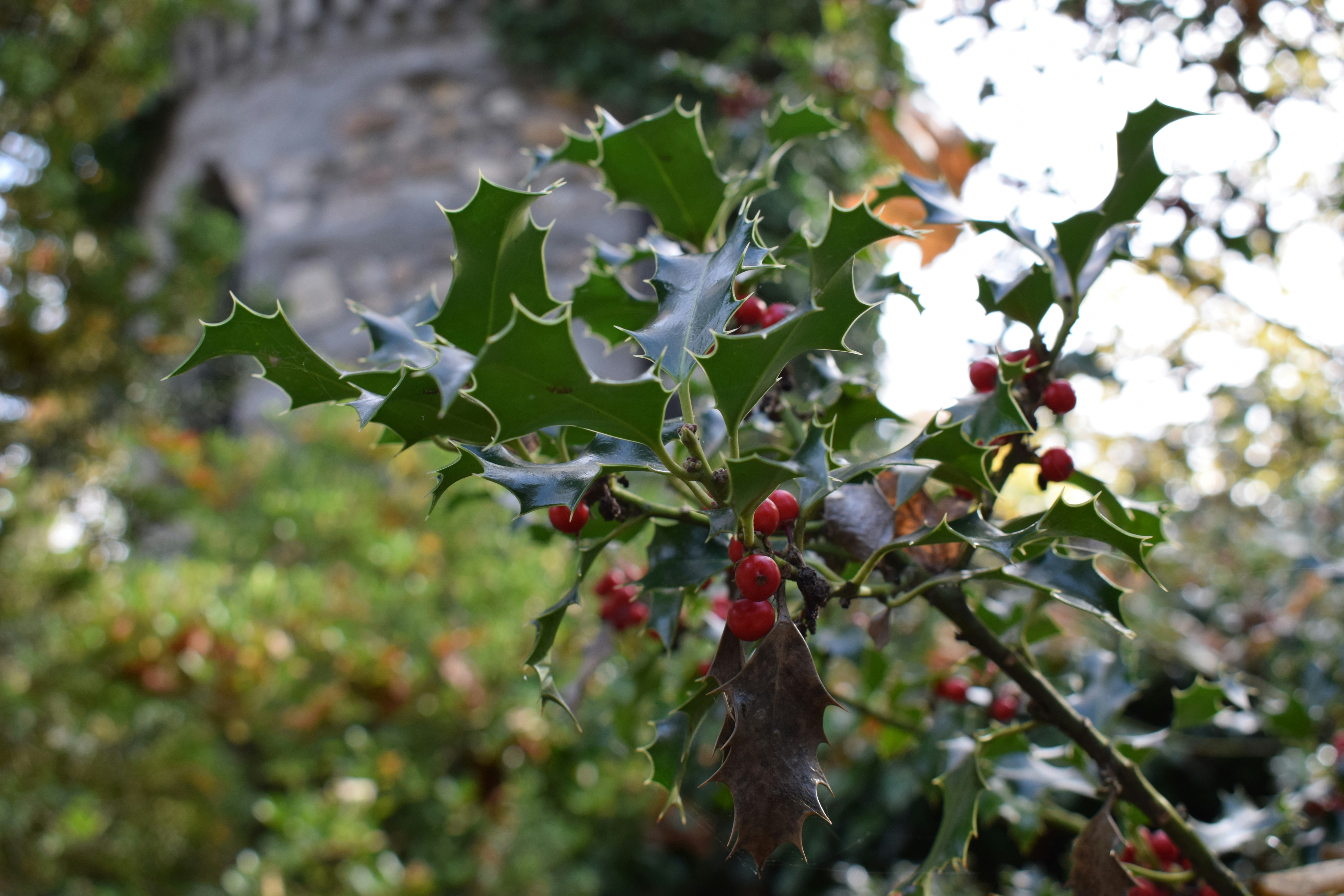 赤い実とぼやけた背景を持つヒイラギの枝