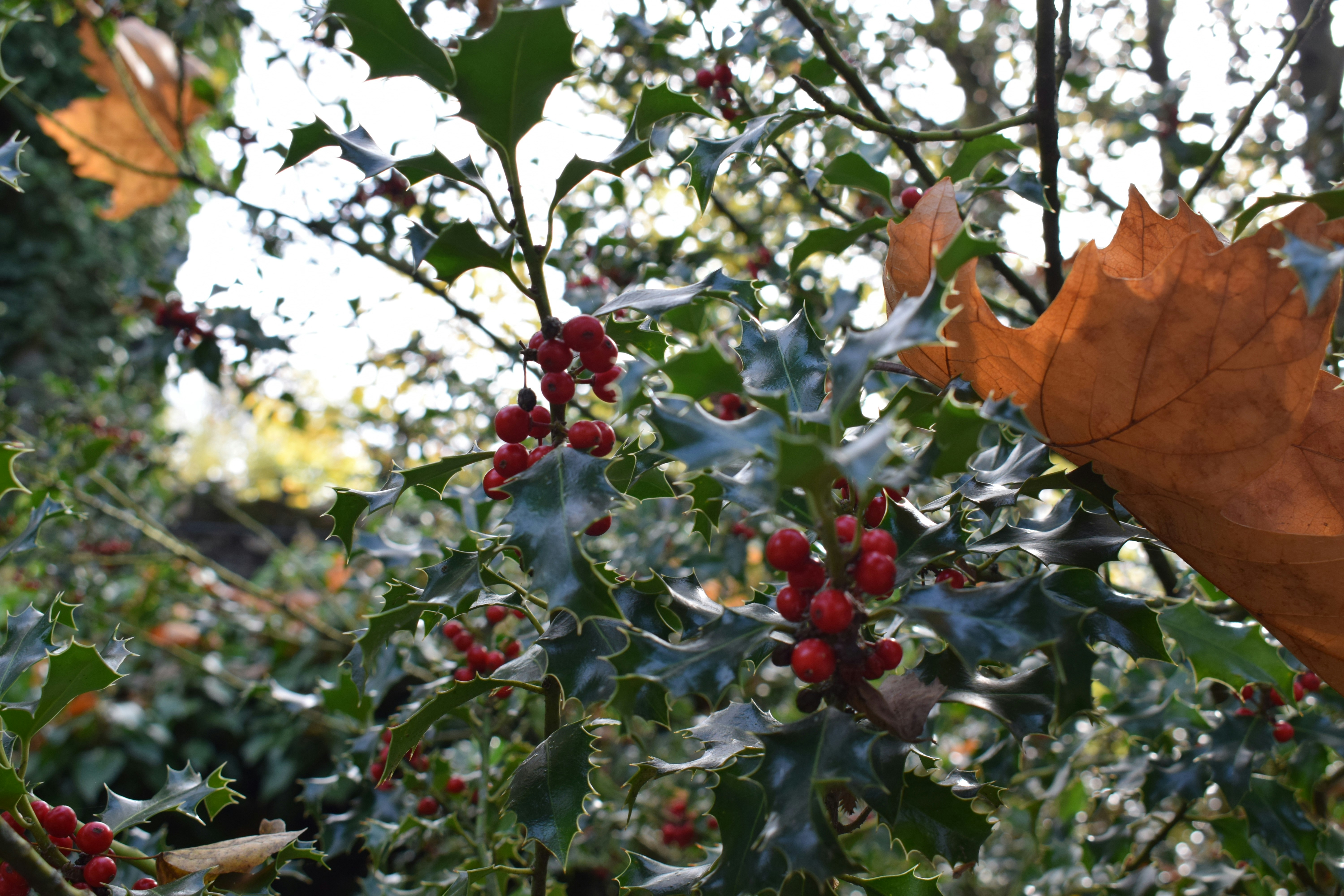 赤い実と秋の葉を持つヒイラギの茂み