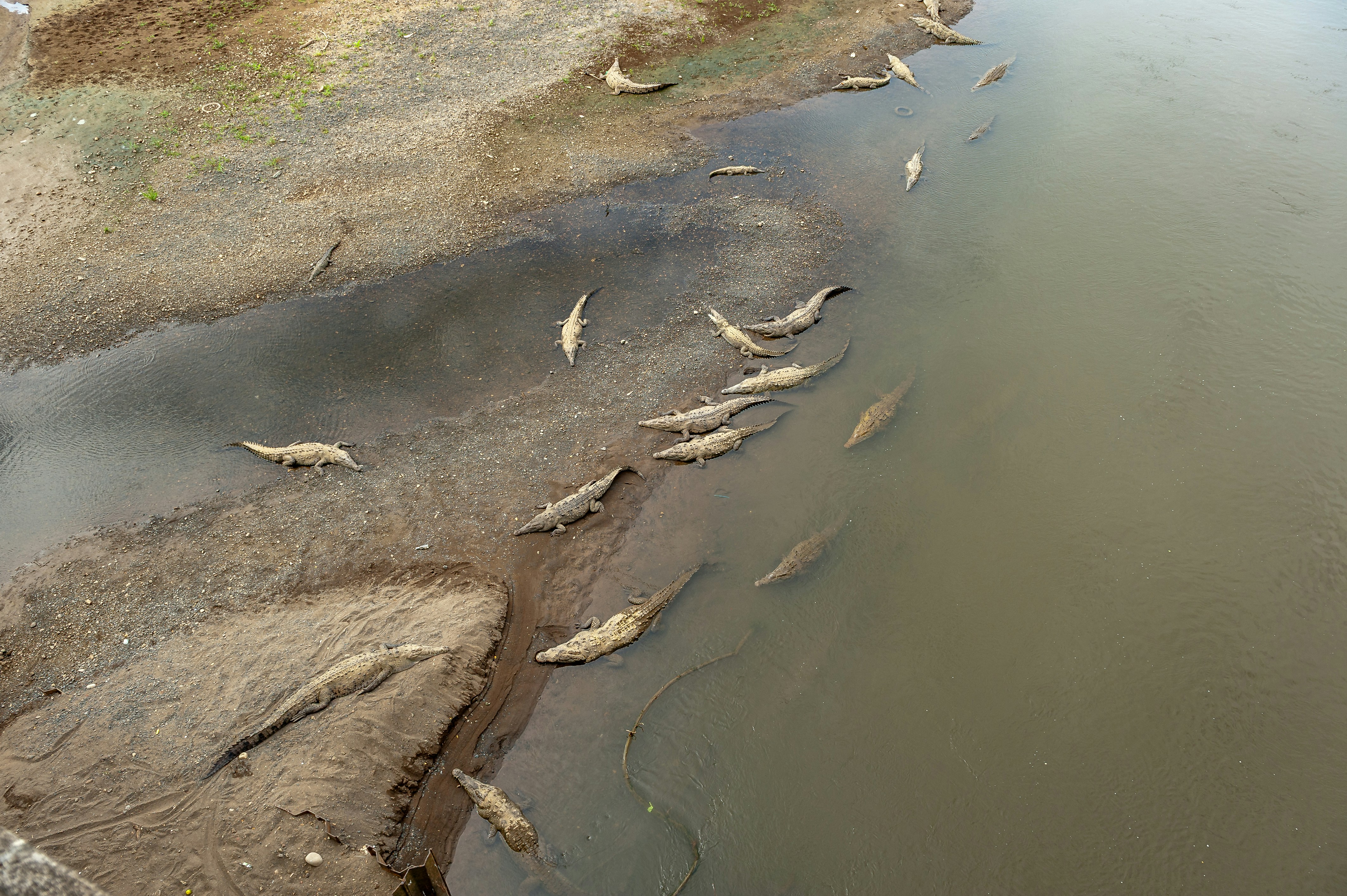 A group of crocodiles resting on a muddy riverbank.