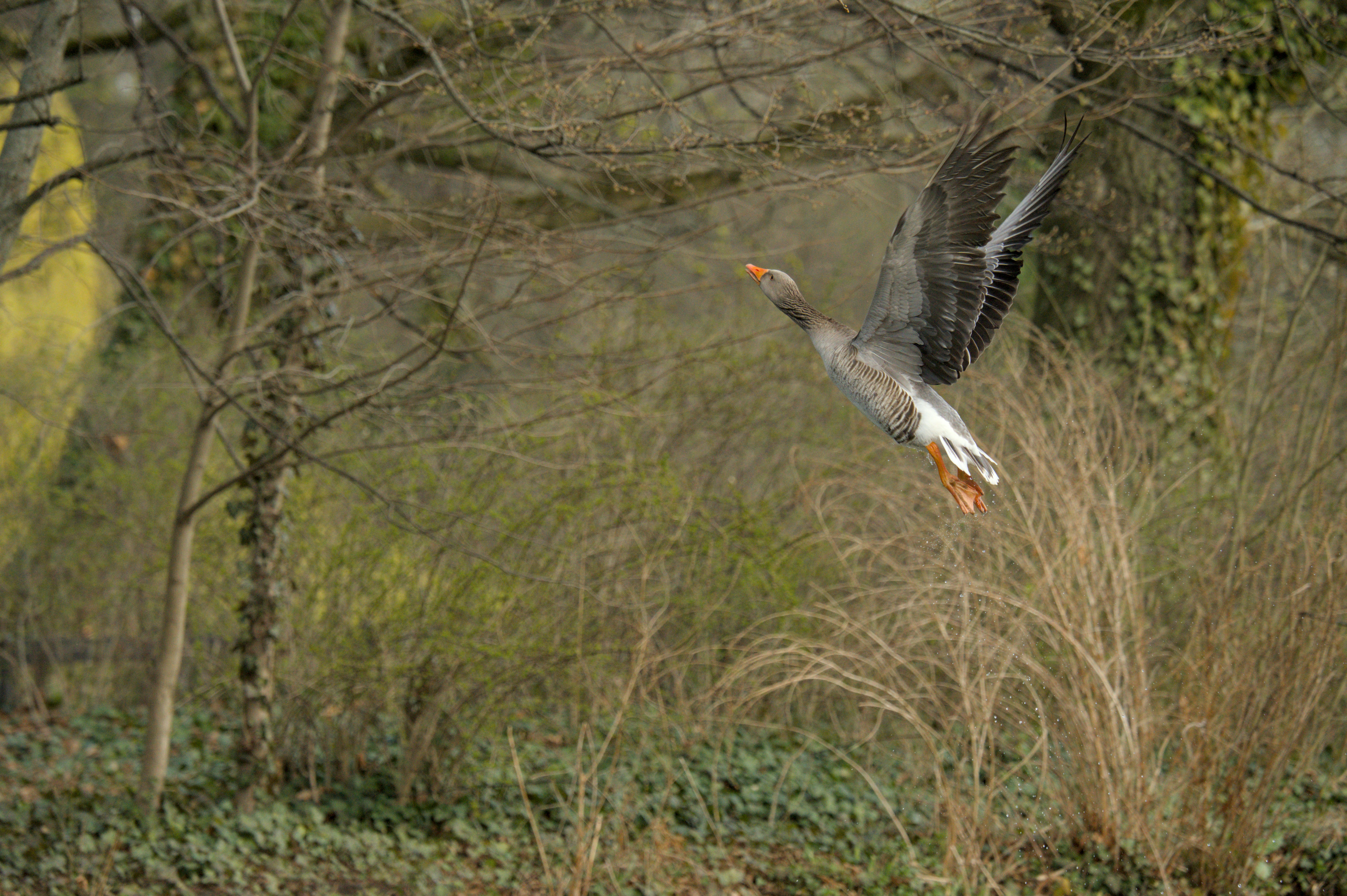 Eine Gans, die über ein grasbewachsenes Feld fliegt.