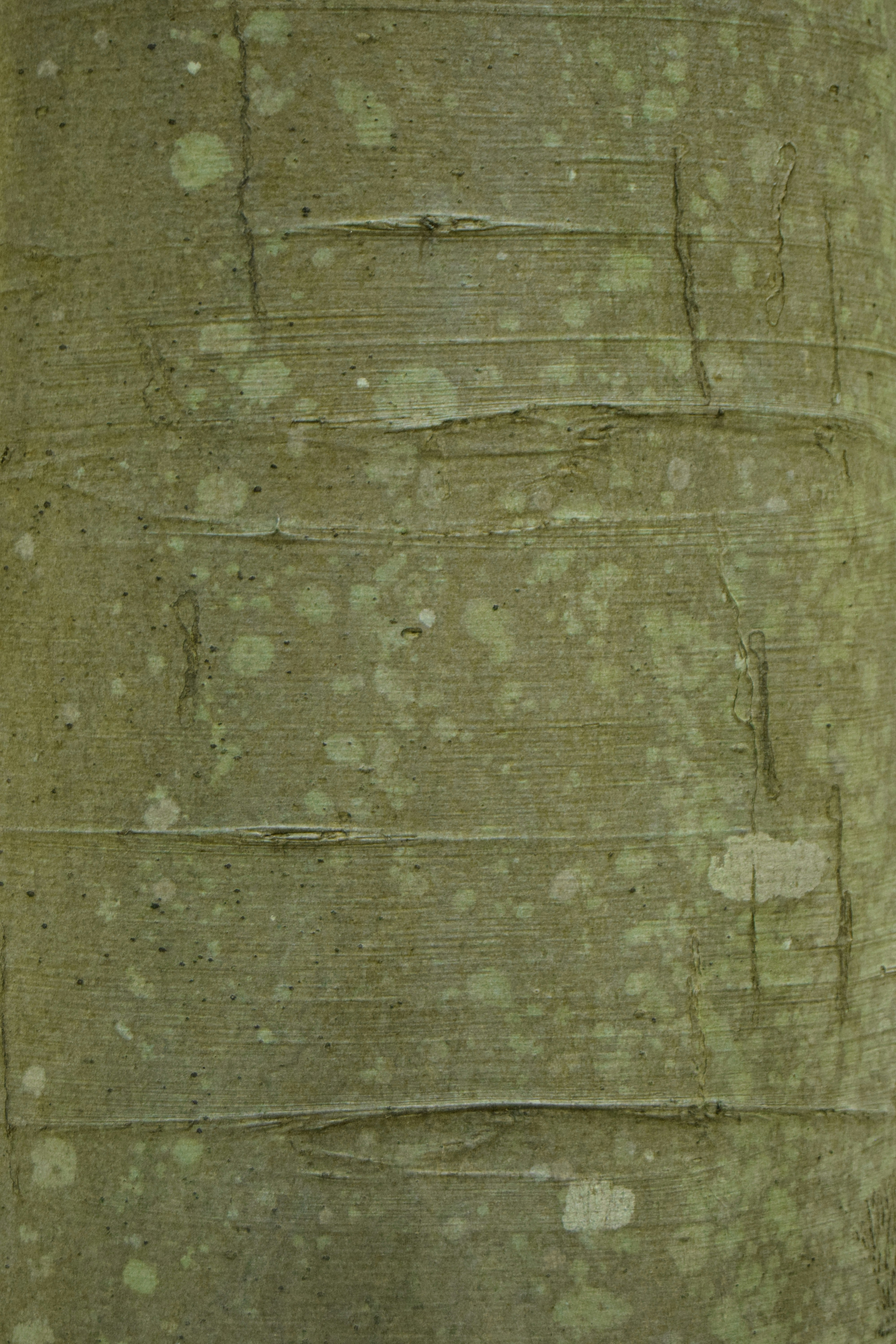 Primer plano de corteza texturizada de árbol con manchas verdes y blancas