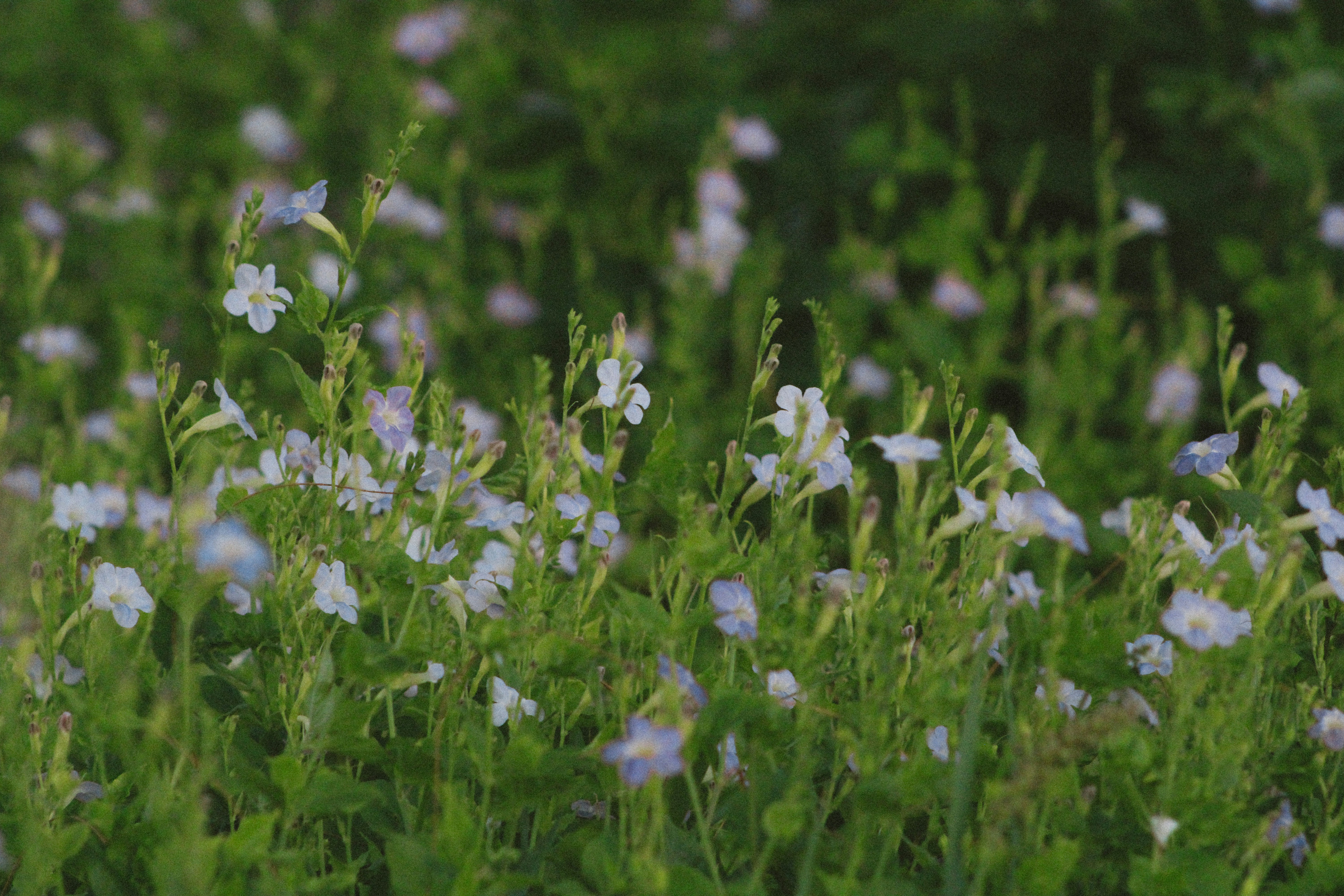 Photo by kwestioning